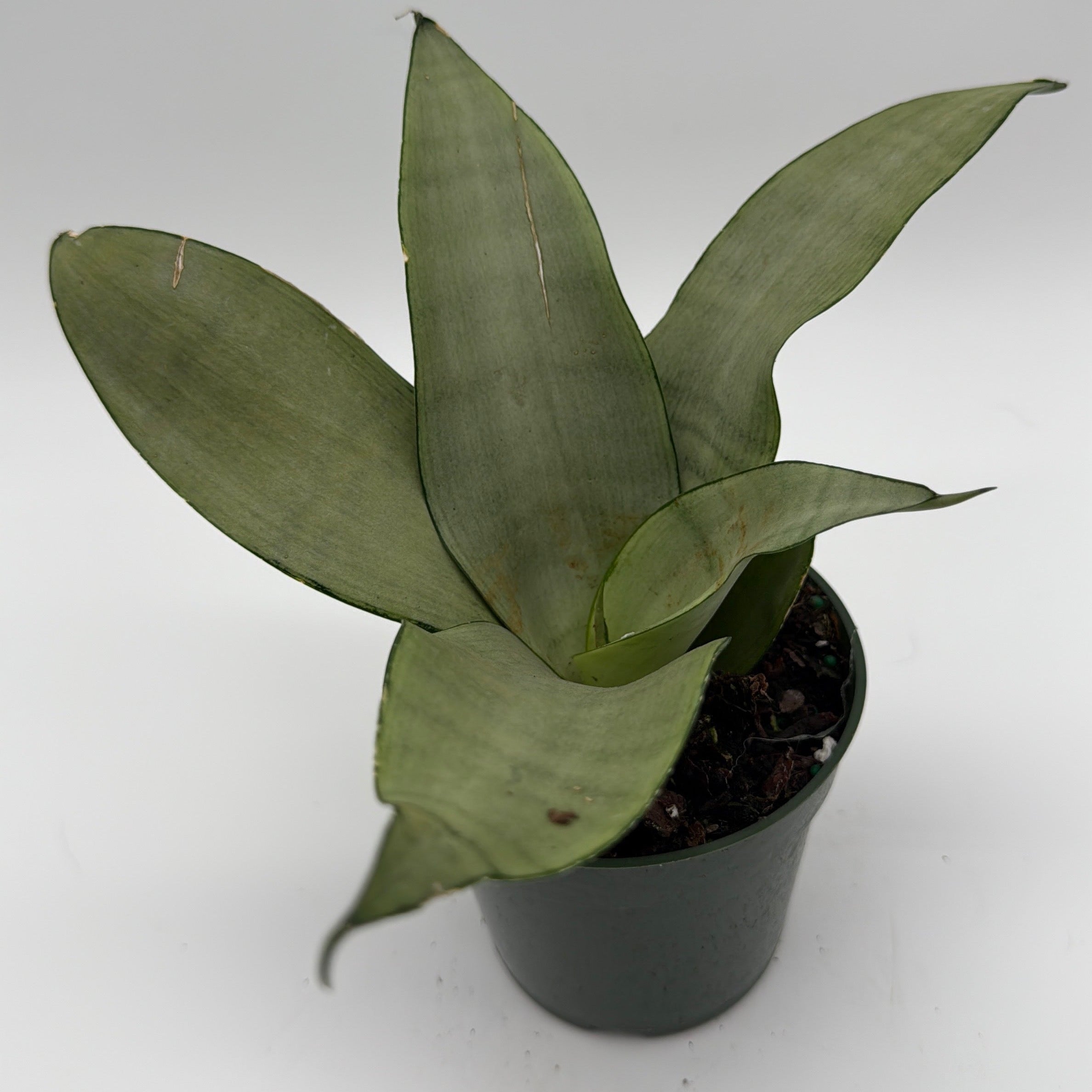 Sansevieria 'Moonshine'