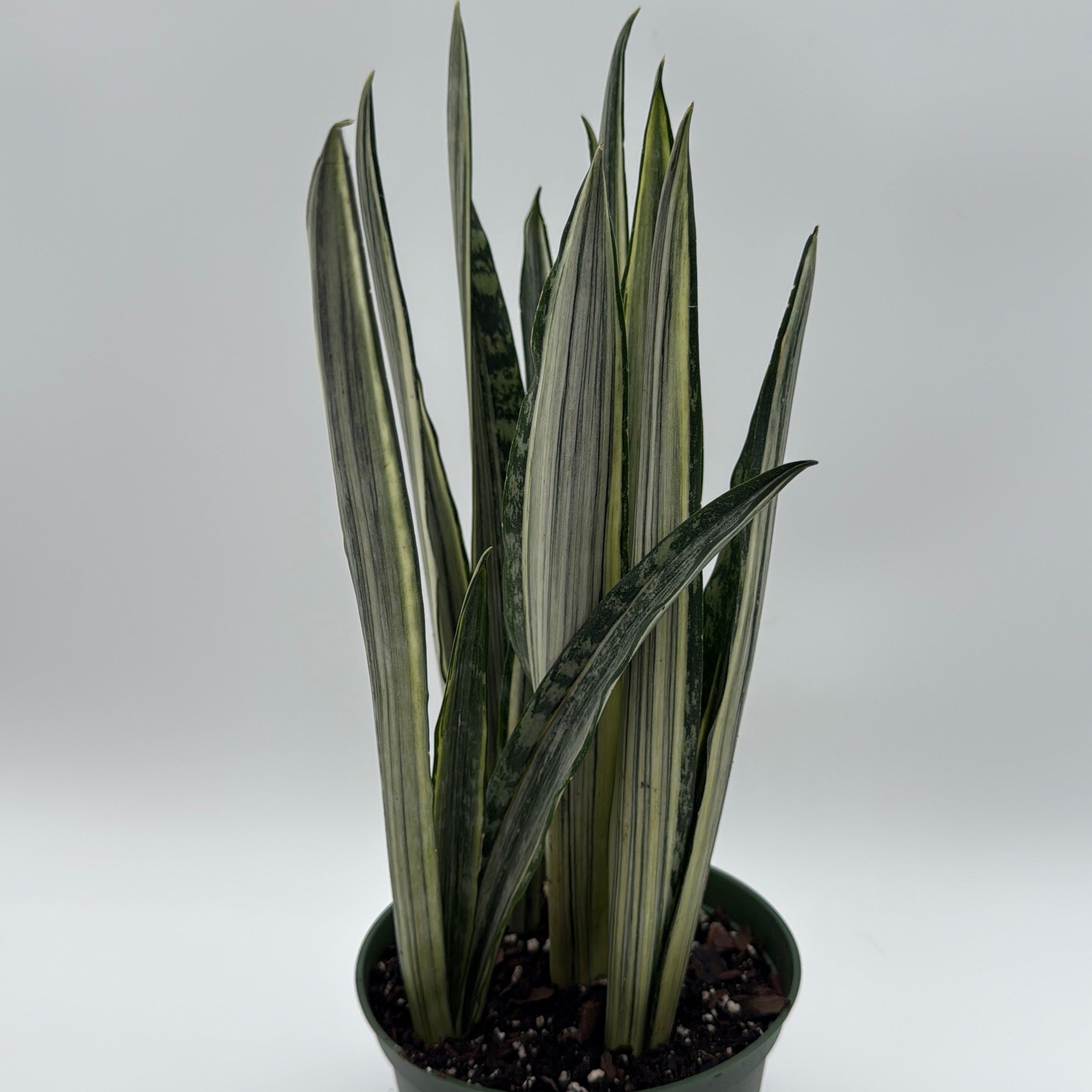 Sansevieria 'Bantel's Sensation'