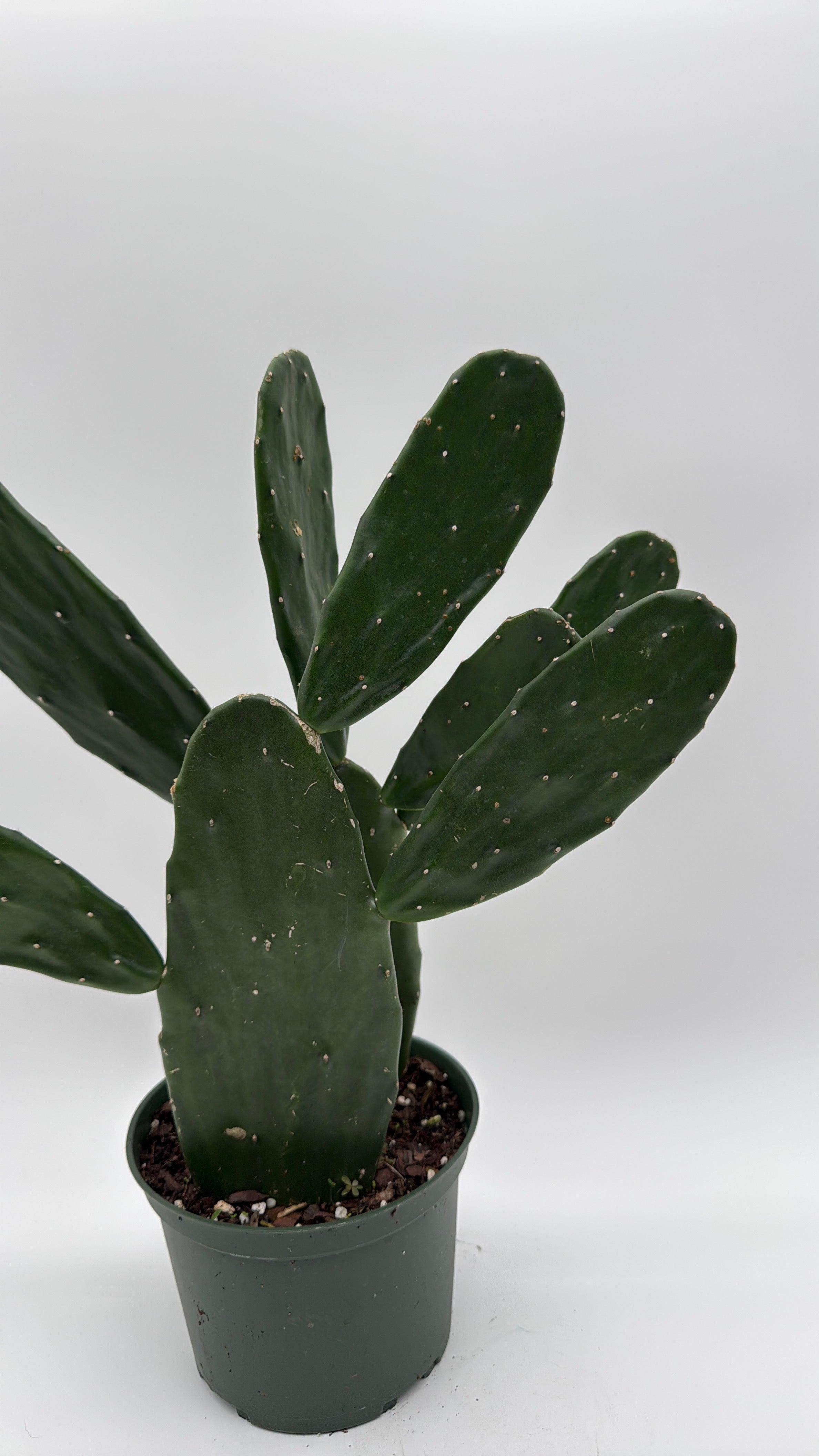Opuntia Prickly Pear Cactus