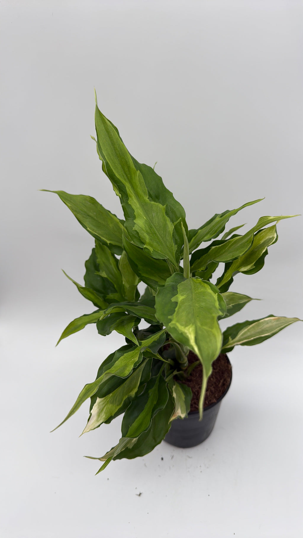 Aglaonema Spathonema 'Rio'