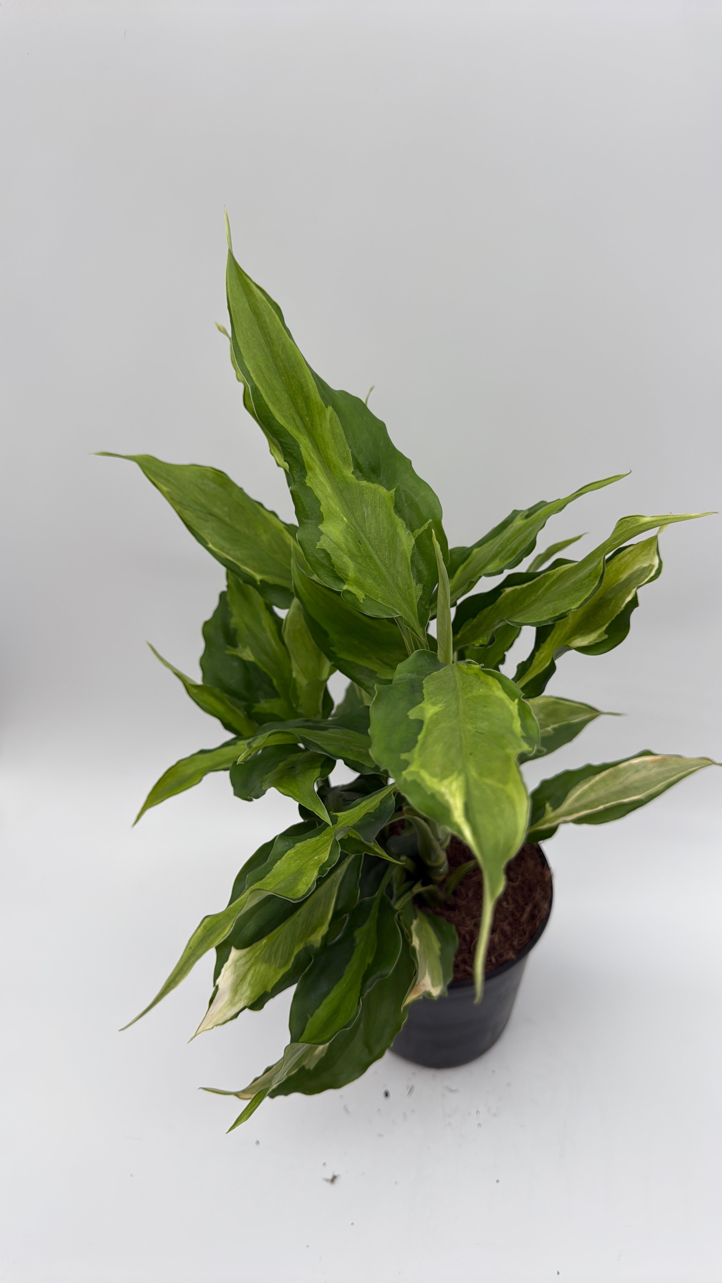 Aglaonema Spathonema 'Rio'