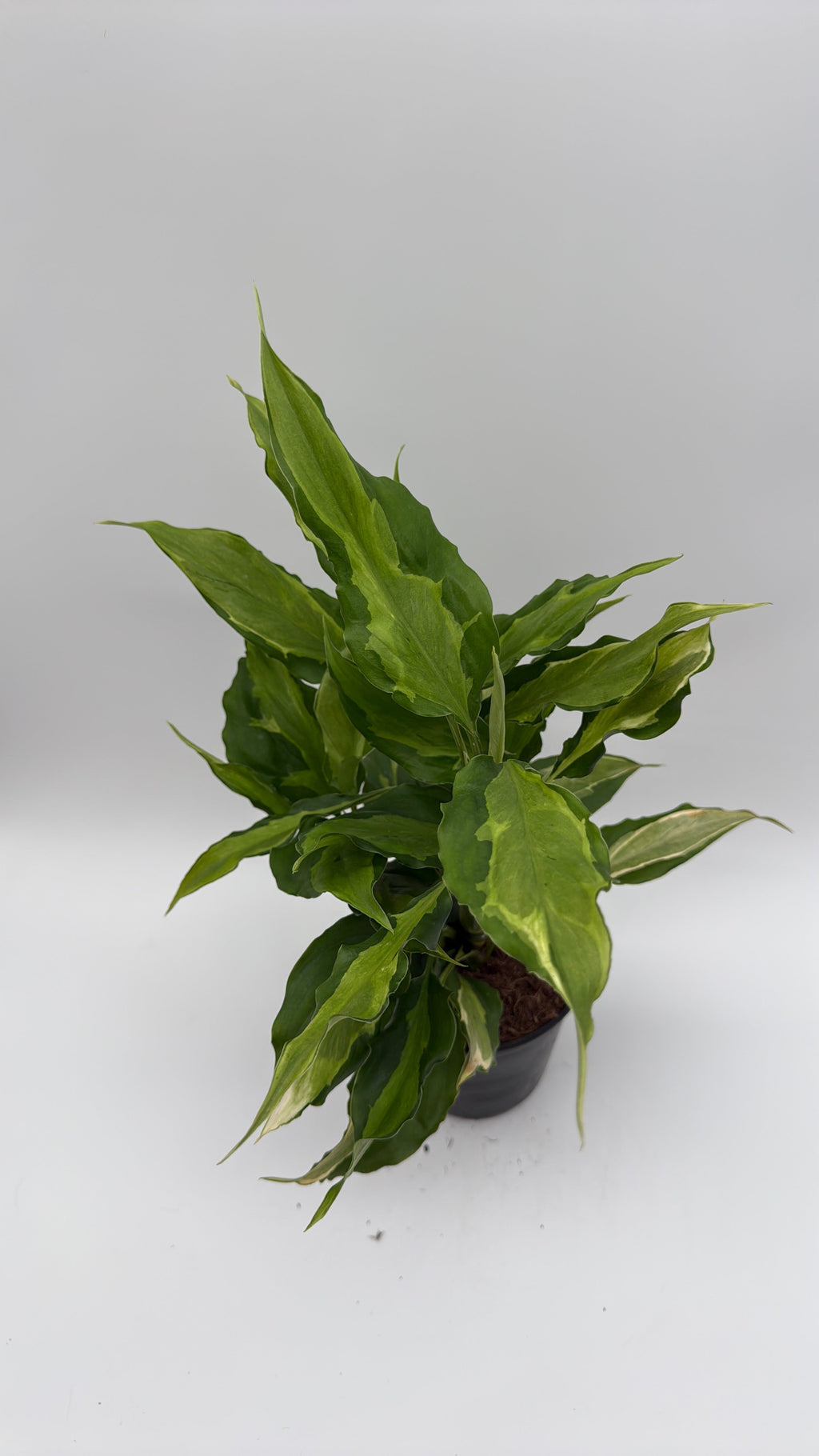 Aglaonema Spathonema 'Rio'