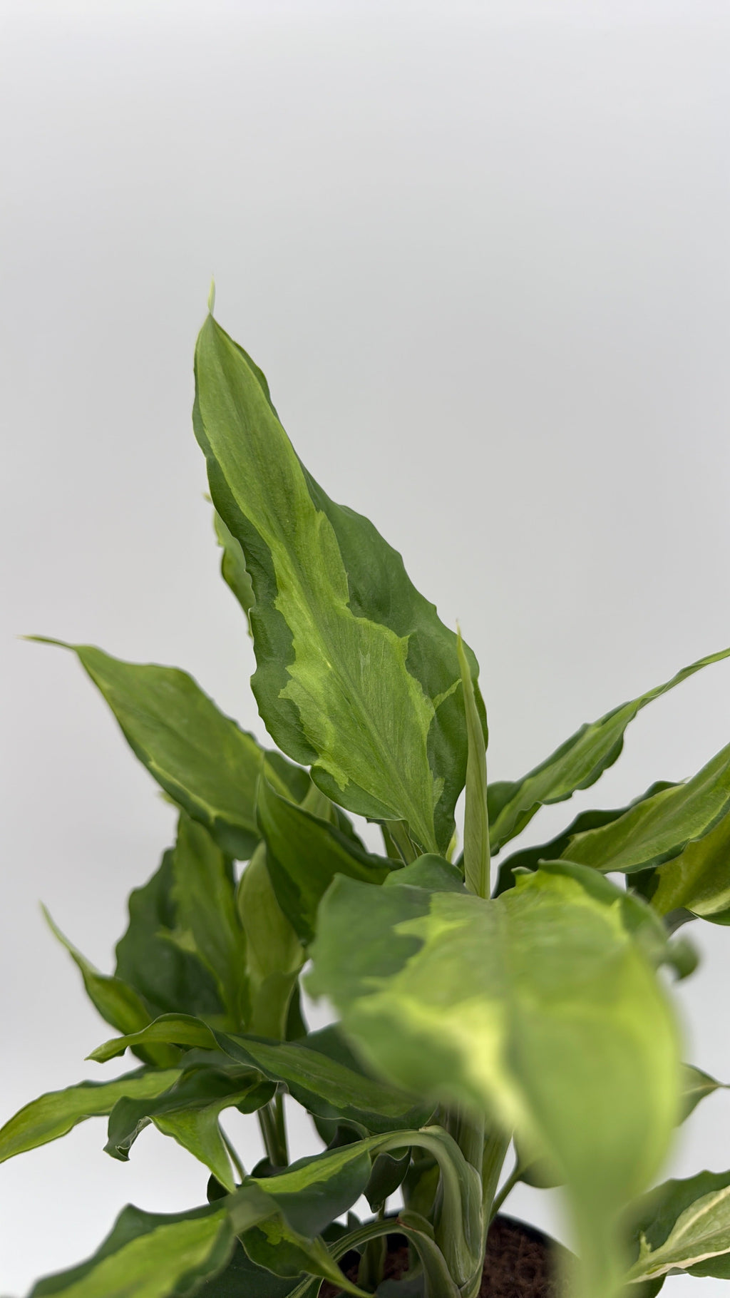 Aglaonema Spathonema 'Rio'