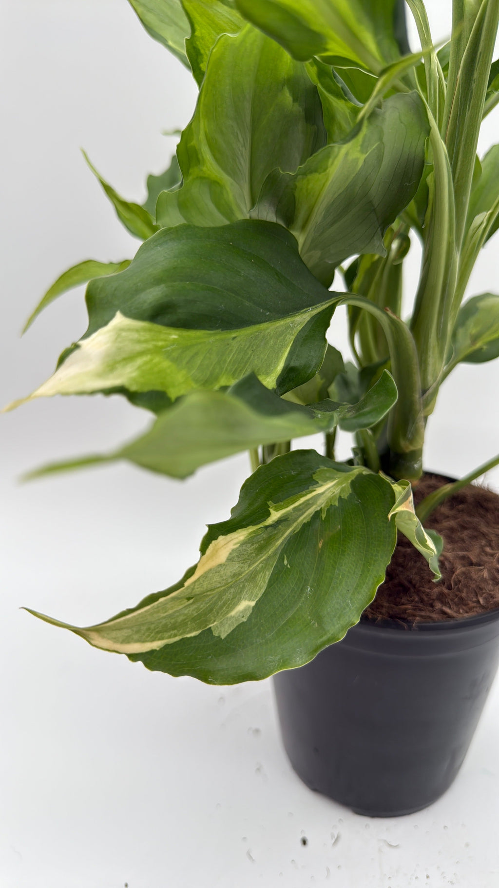 Aglaonema Spathonema 'Rio'
