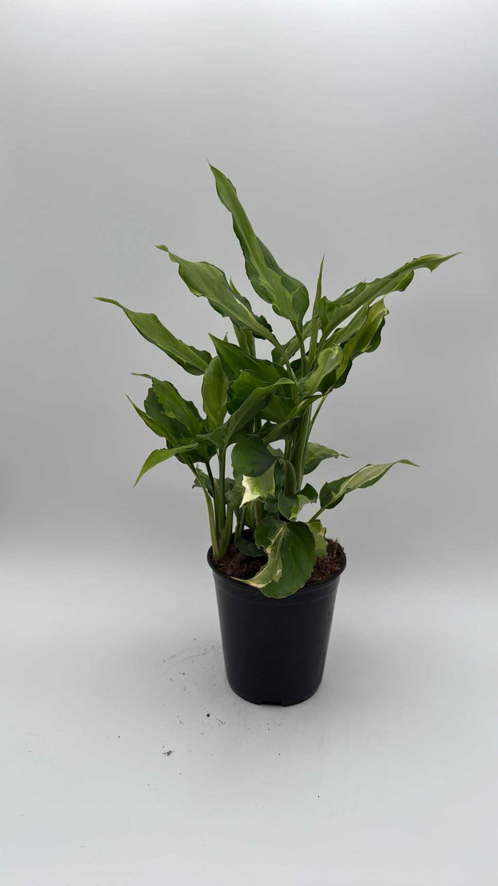 Aglaonema Spathonema 'Rio'