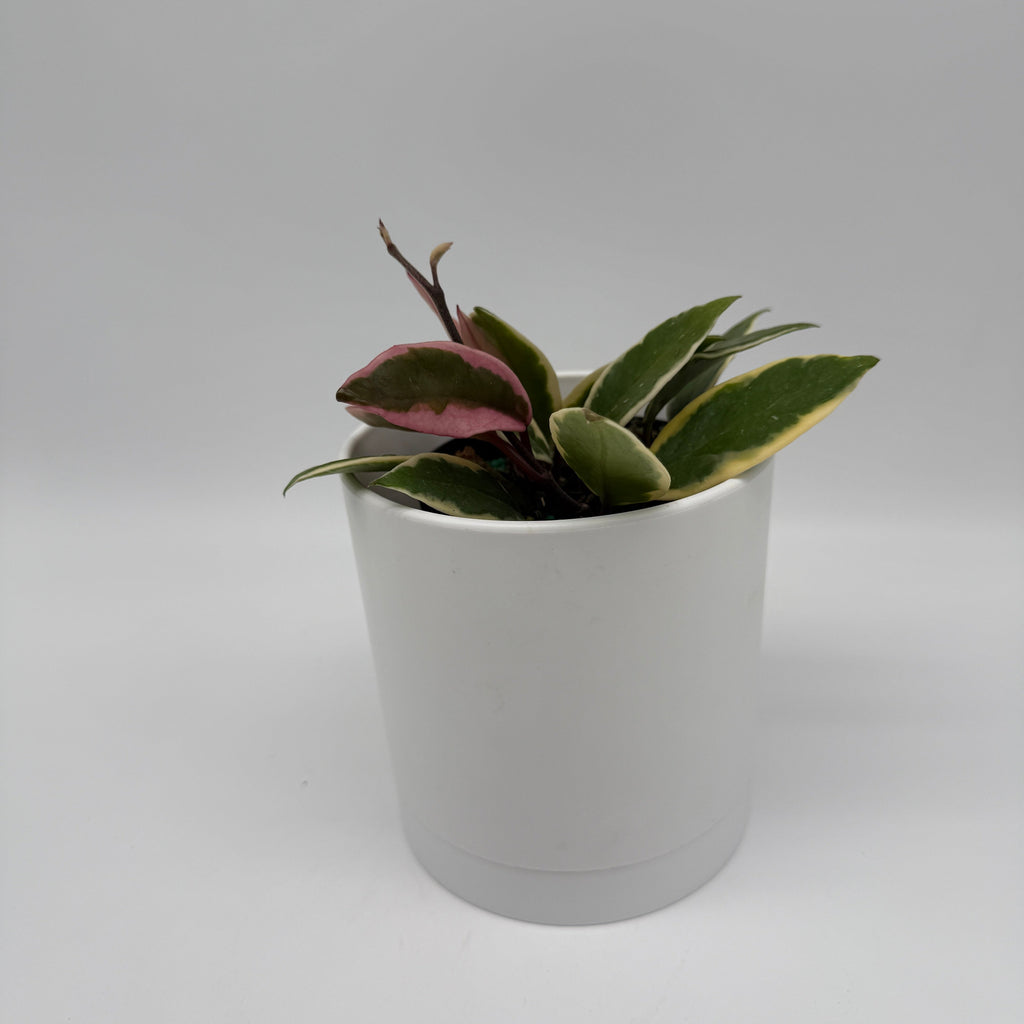 Hoya Flamingo Dream