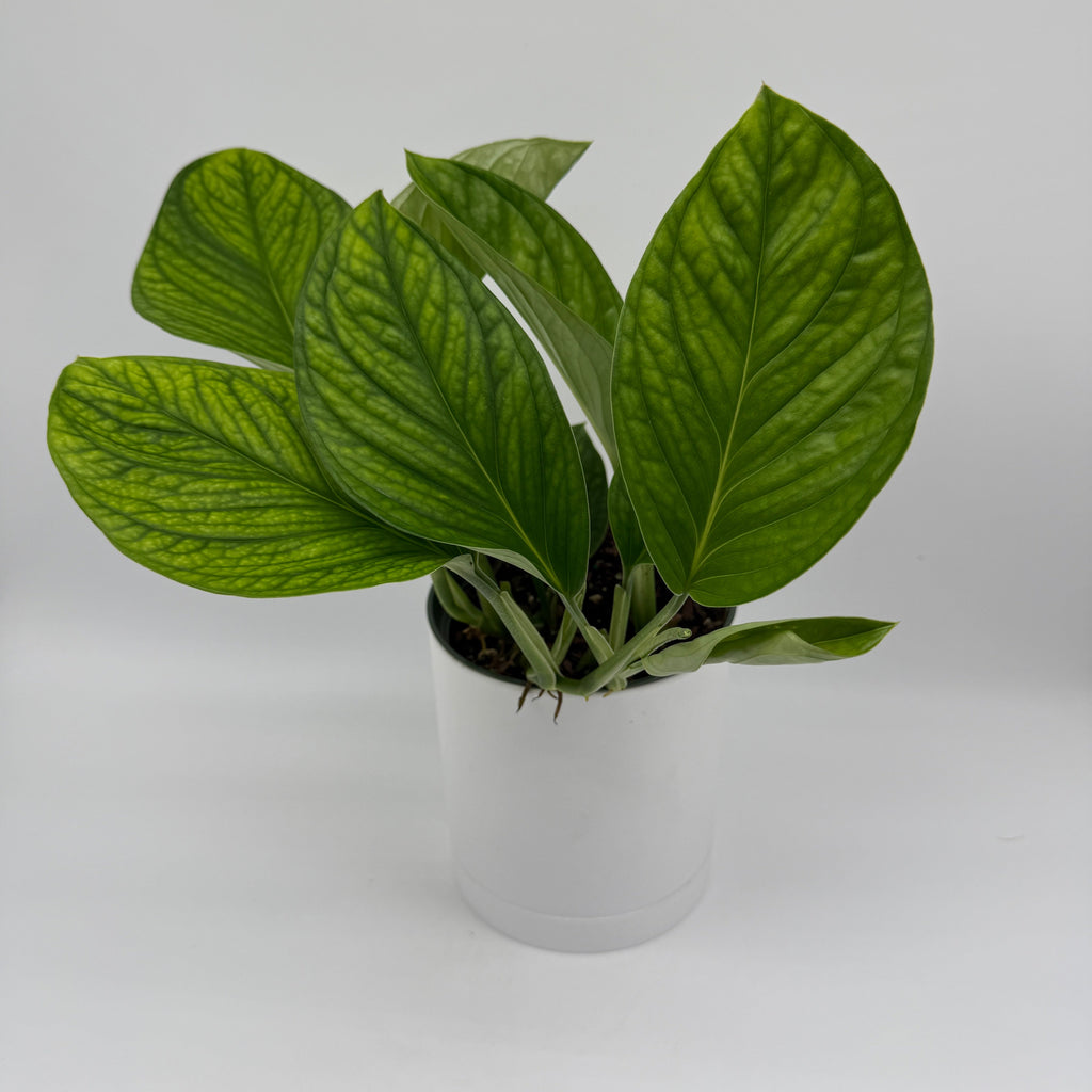 Monstera Pinnatipartita