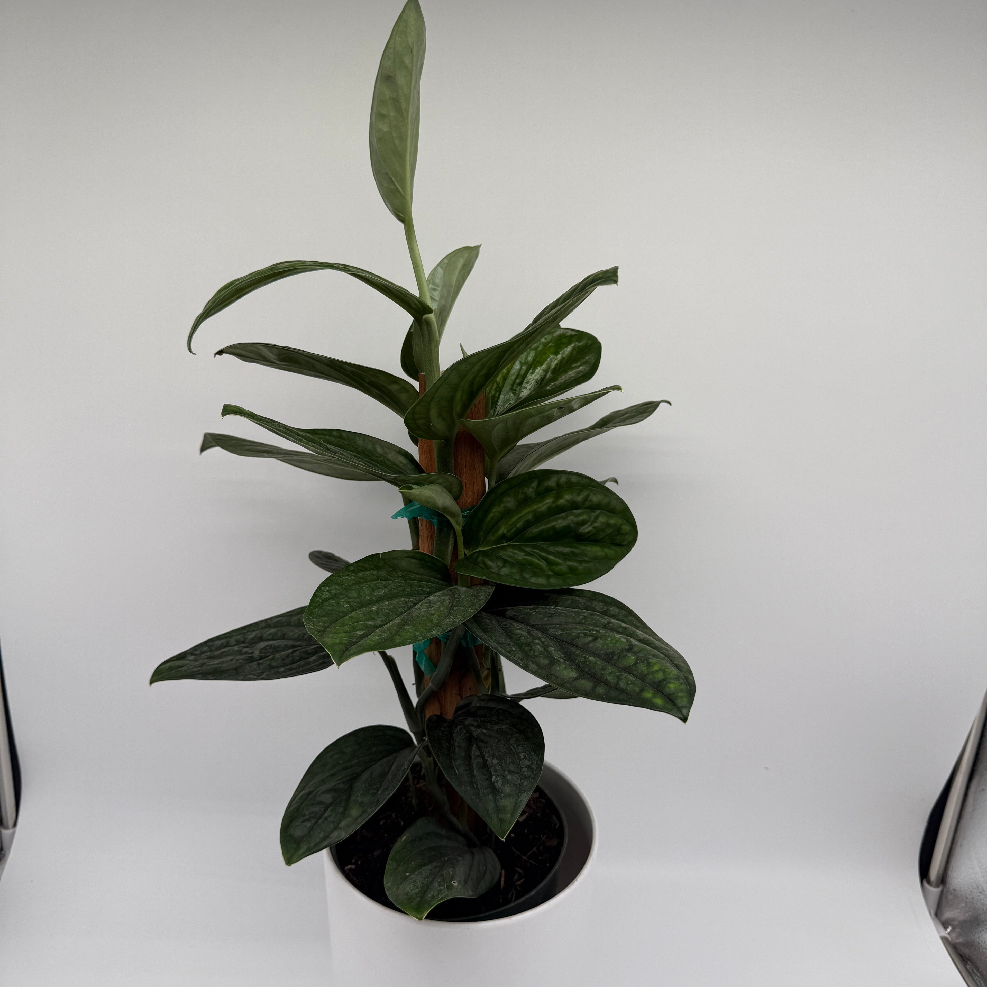 Monstera Peru