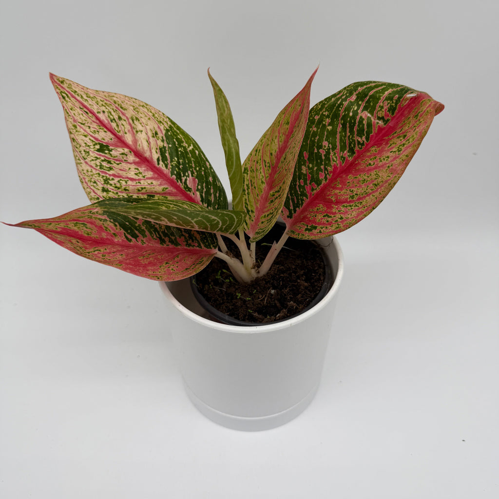 Aglaonema Pink Legacy