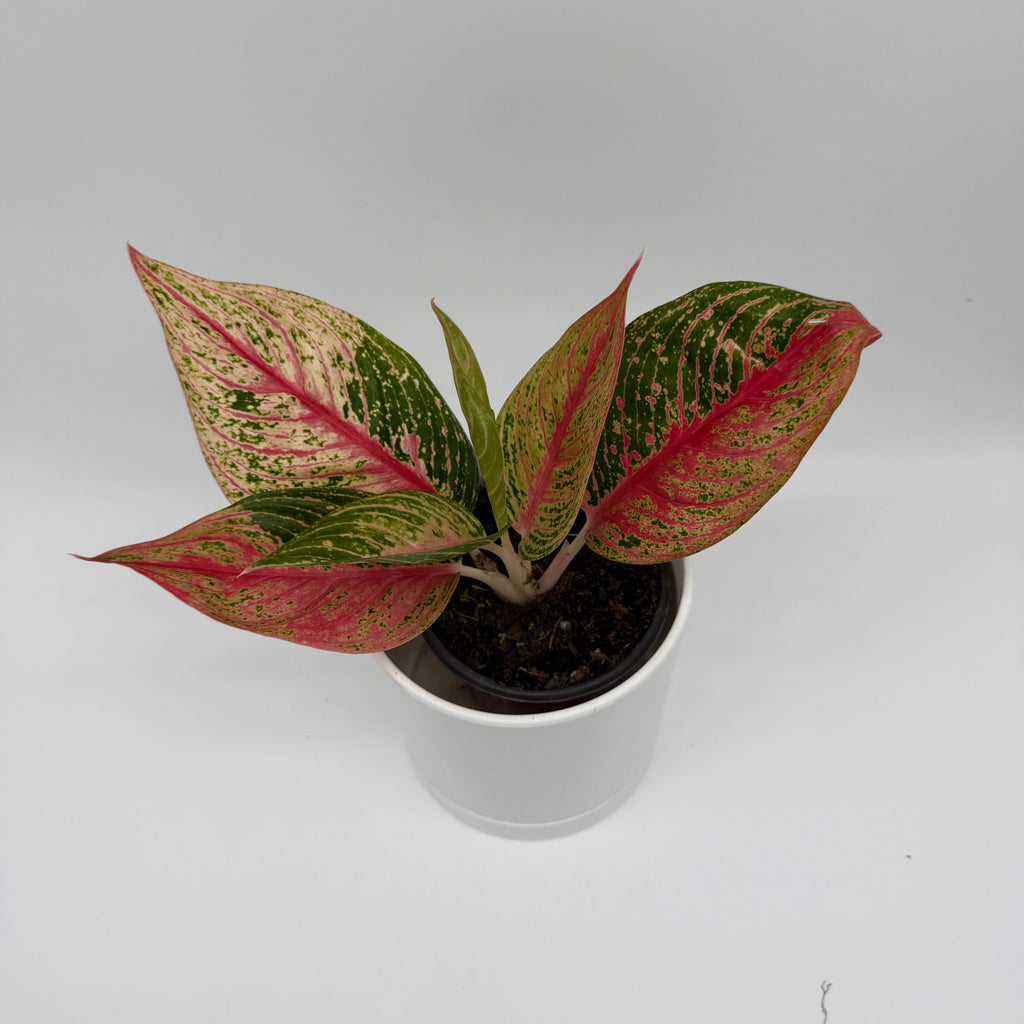 Aglaonema Pink Legacy
