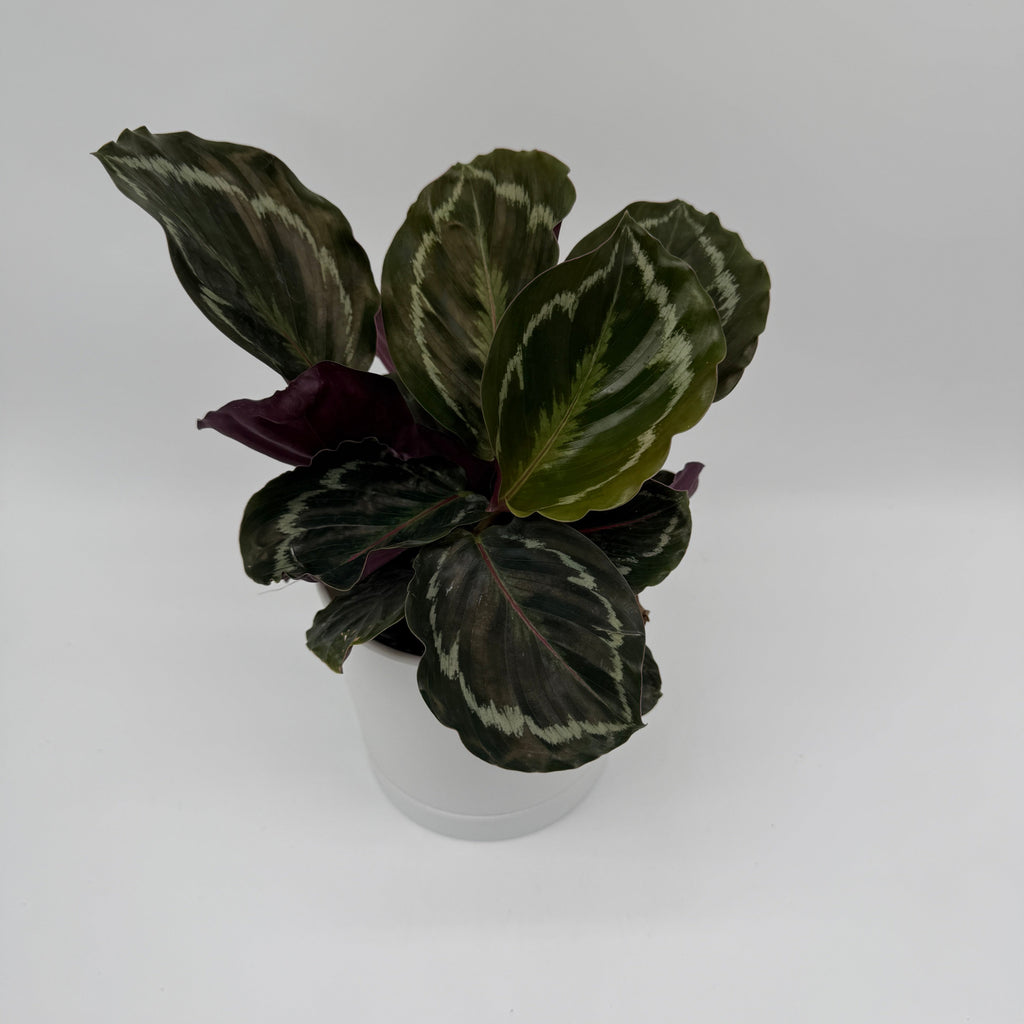 Calathea Roseopicta Medallion