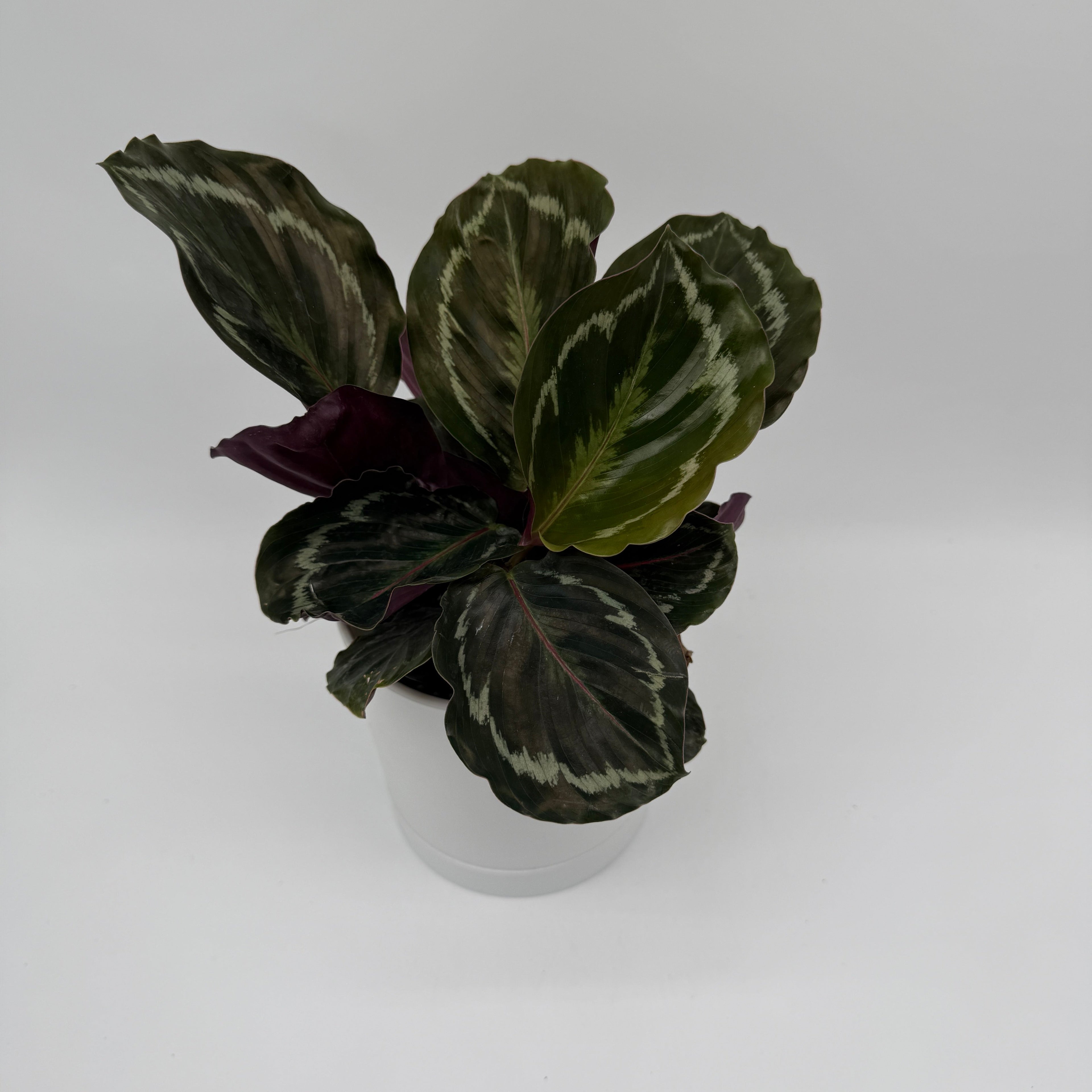 Calathea Roseopicta Medallion