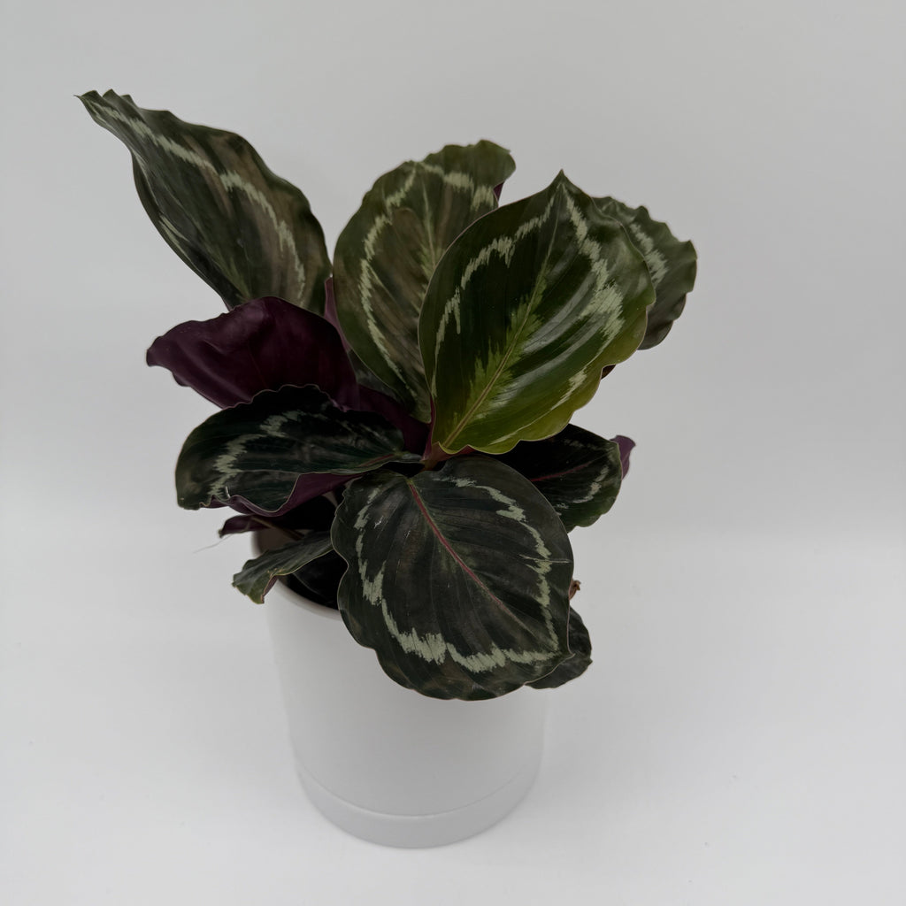 Calathea Roseopicta Medallion