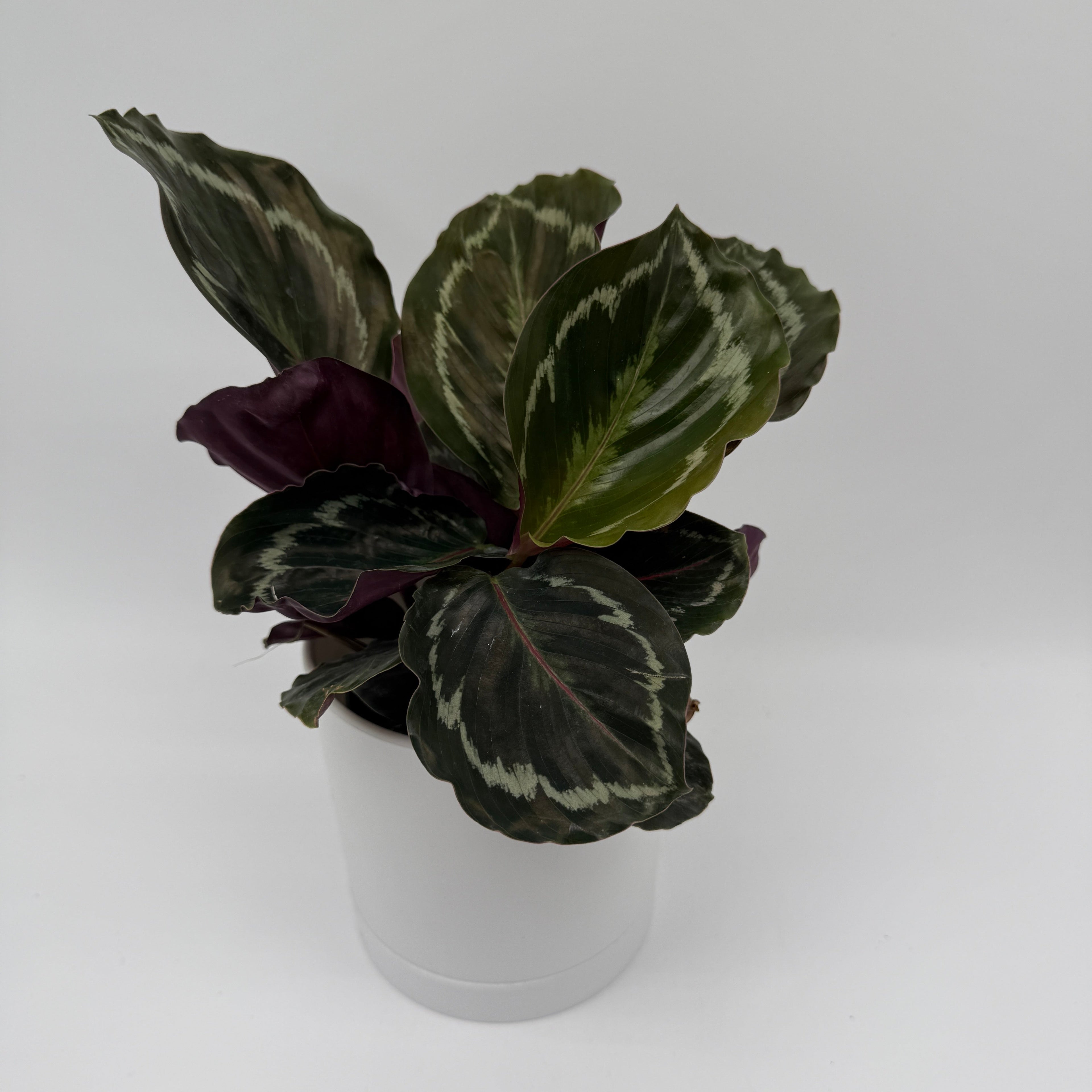 Calathea Roseopicta Medallion