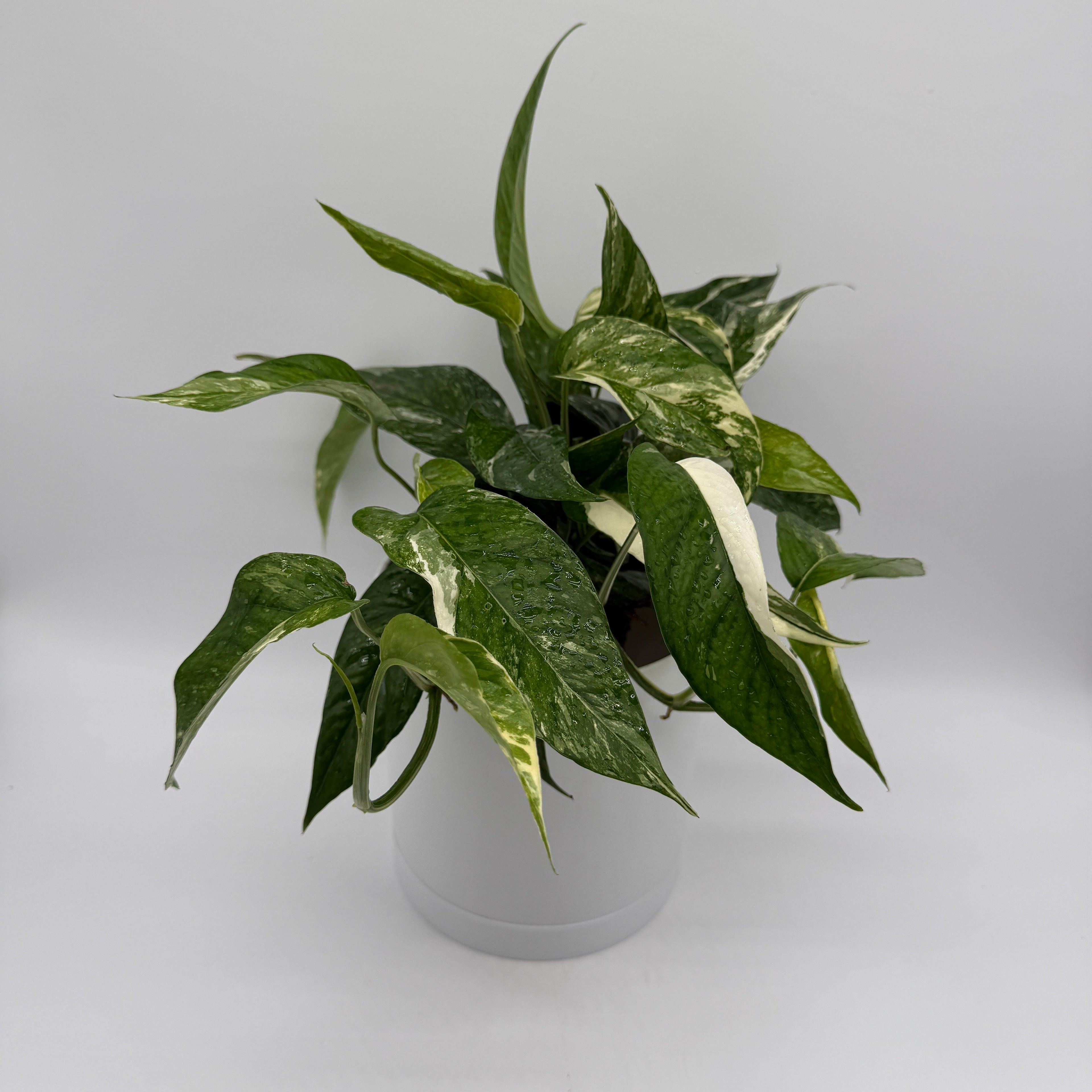 Epipremnum Pinnatum Albo Flame