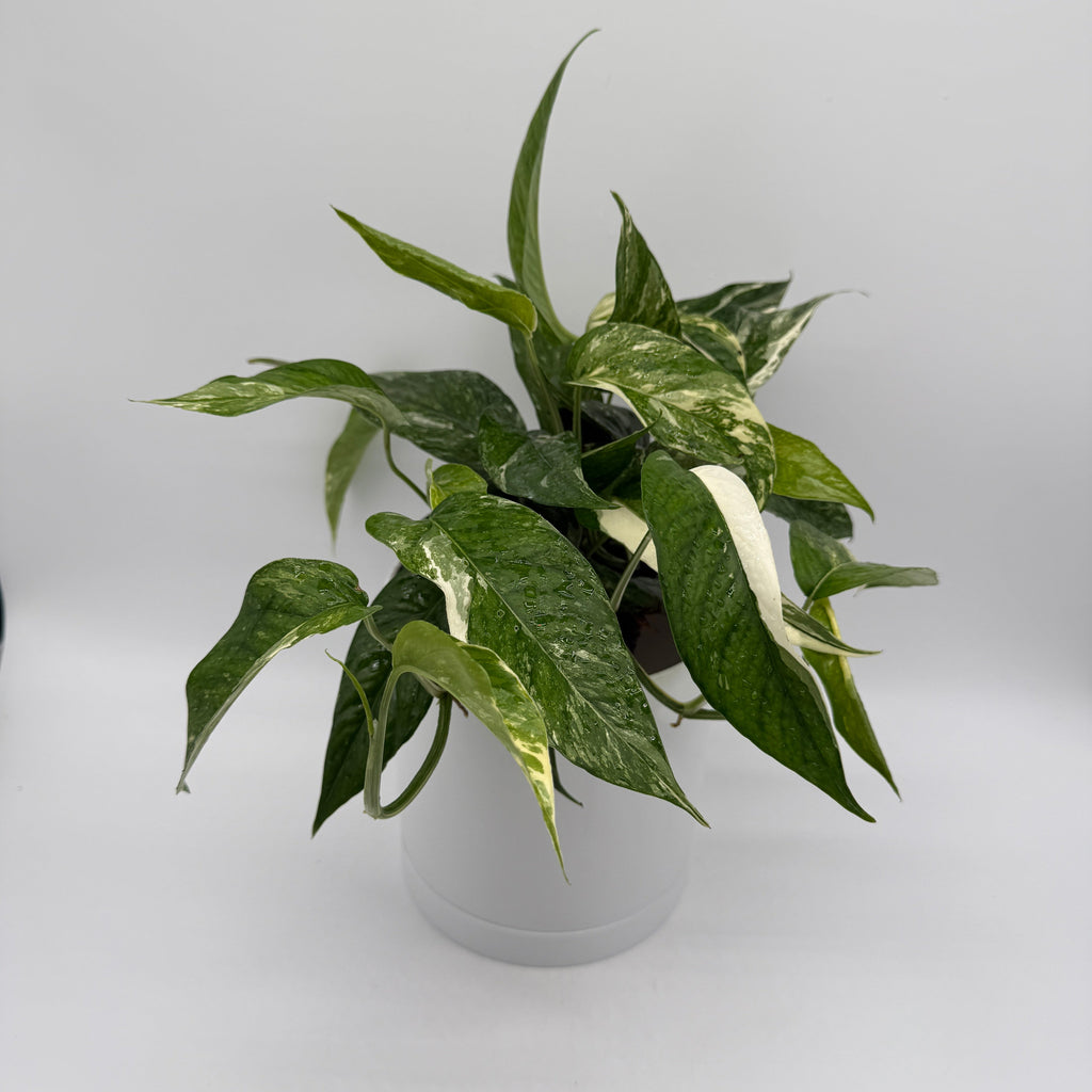 Epipremnum Pinnatum Albo Flame