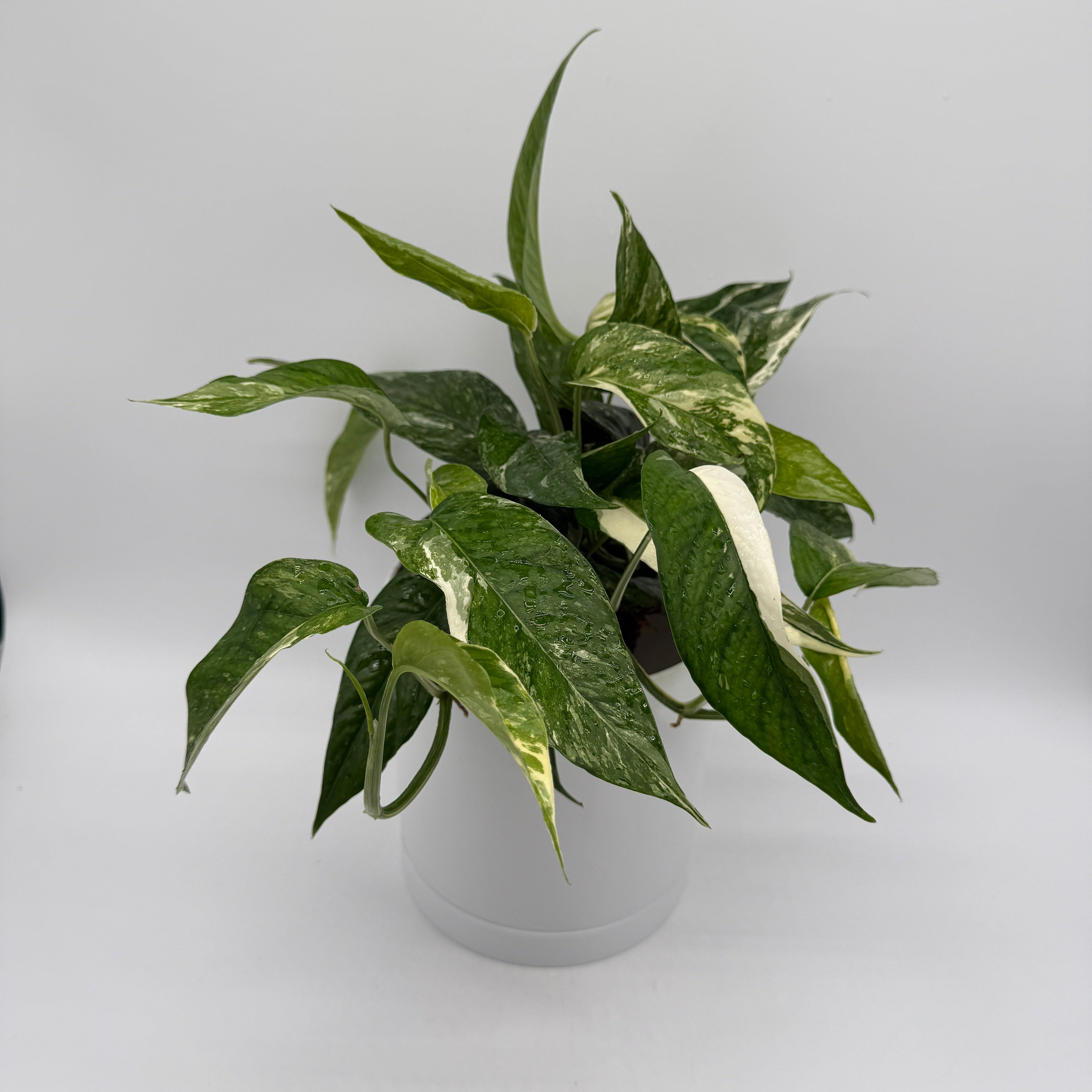 Epipremnum Pinnatum Albo Flame