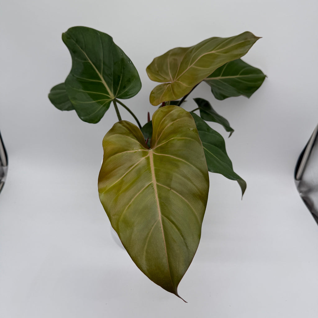 Philodendron 'Summer Glory'