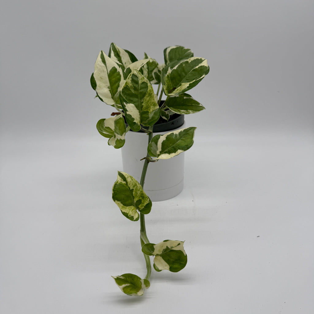 Pothos N'Joy