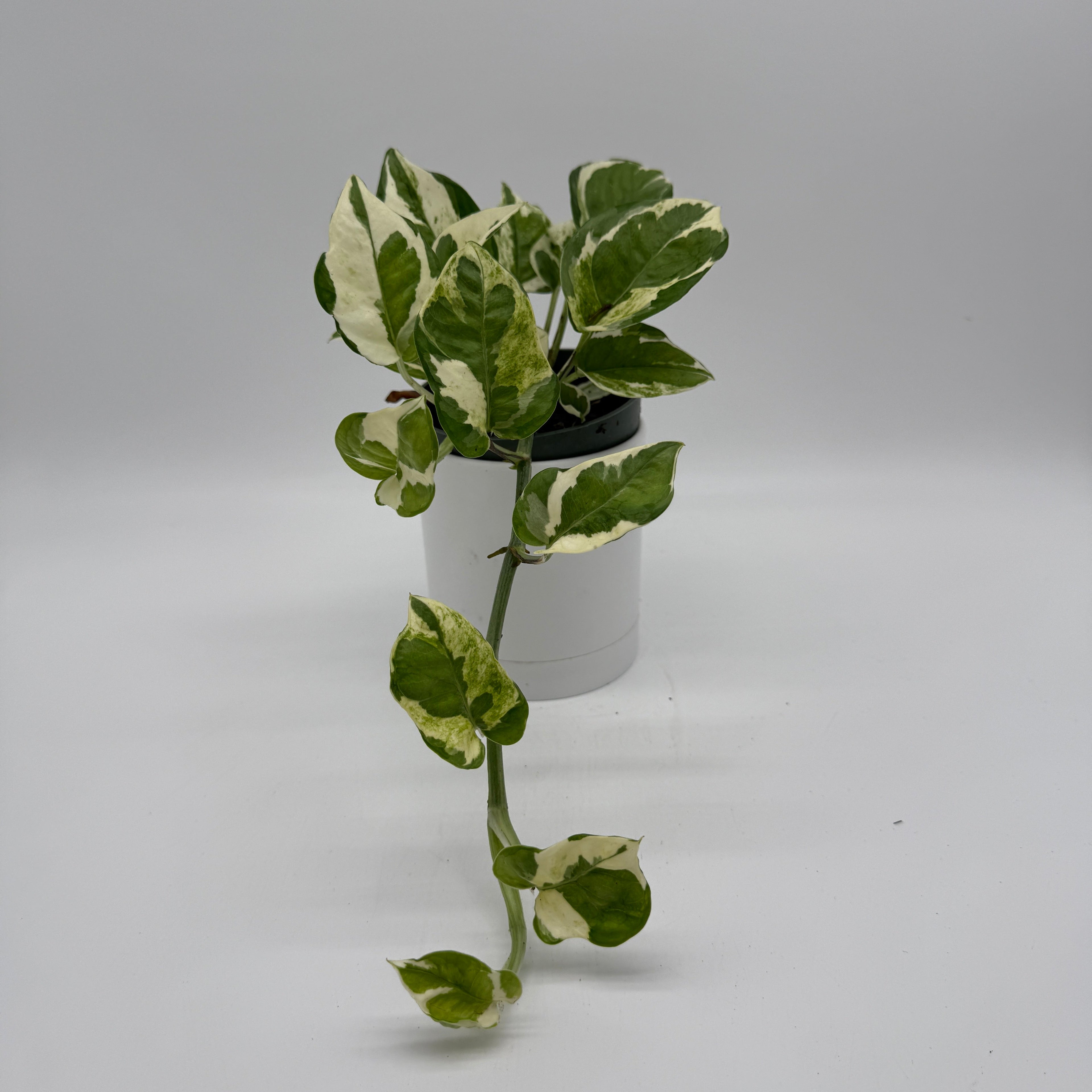 Pothos N'Joy