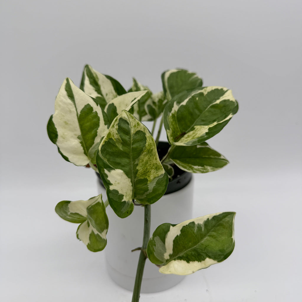 Pothos N'Joy