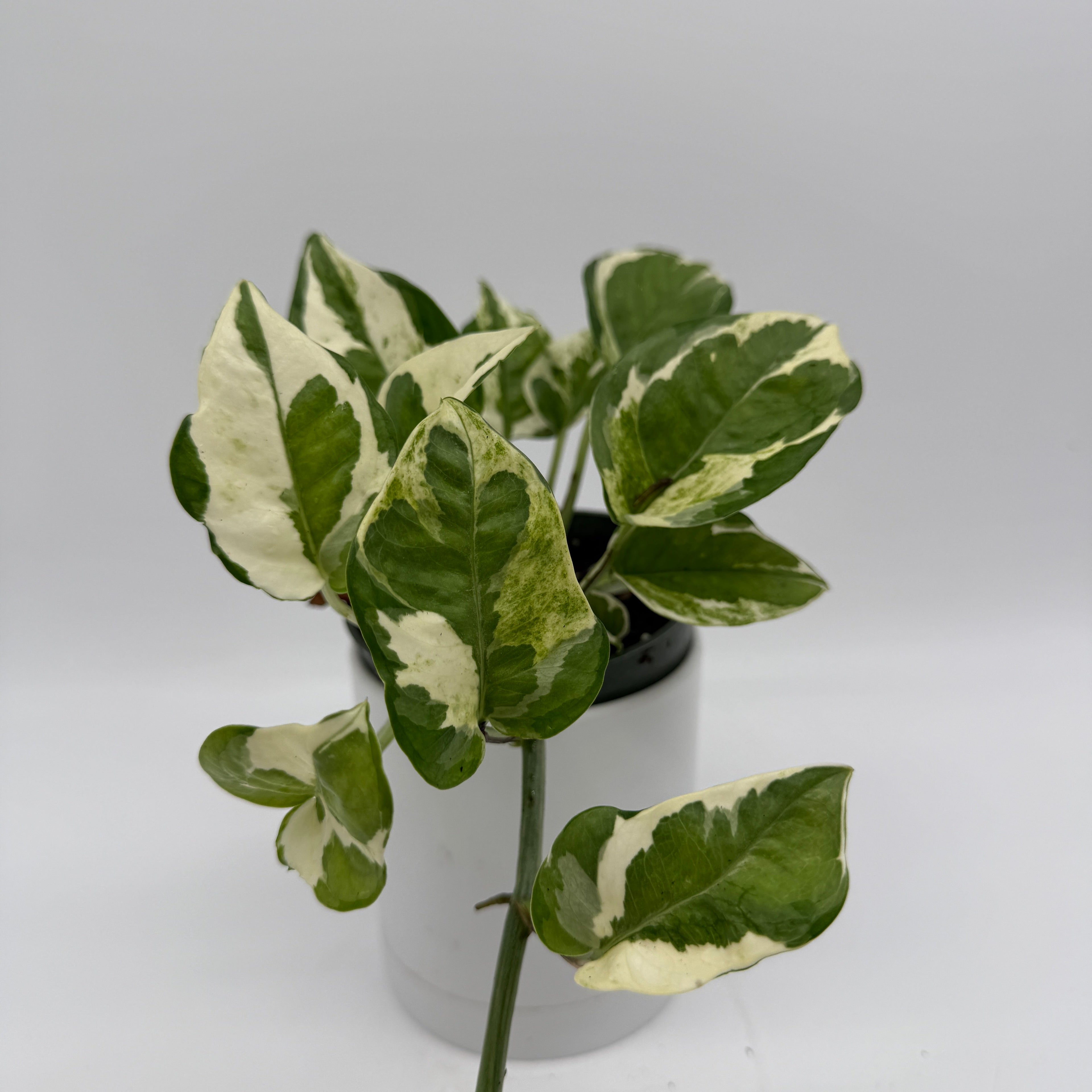 Pothos N'Joy