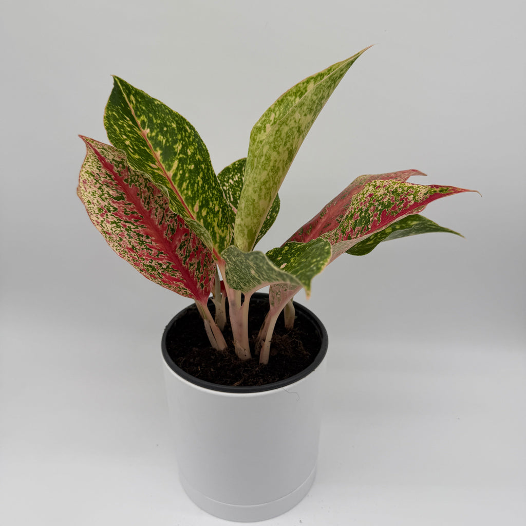 Aglaonema 'Dazzling Pink Gem'