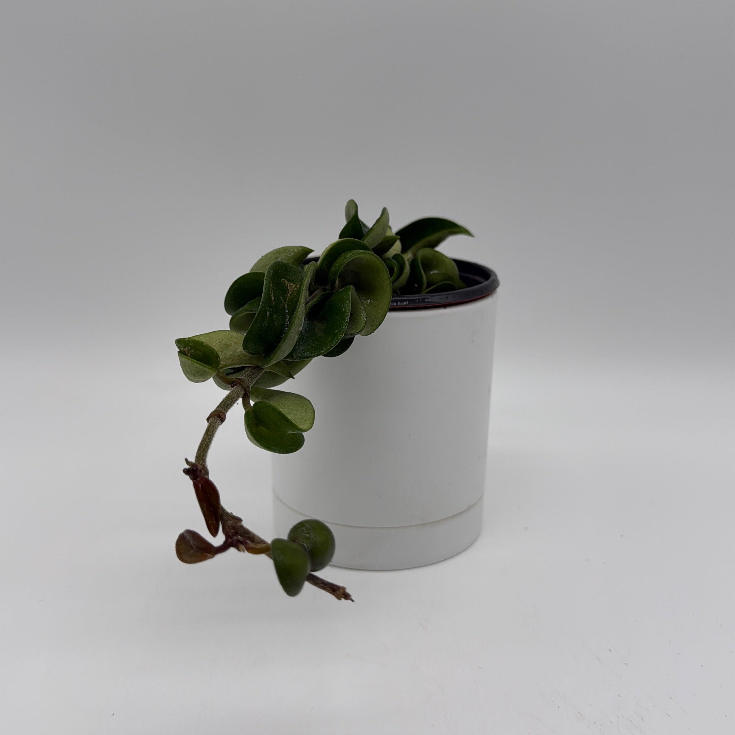 Hoya Hindu Rope