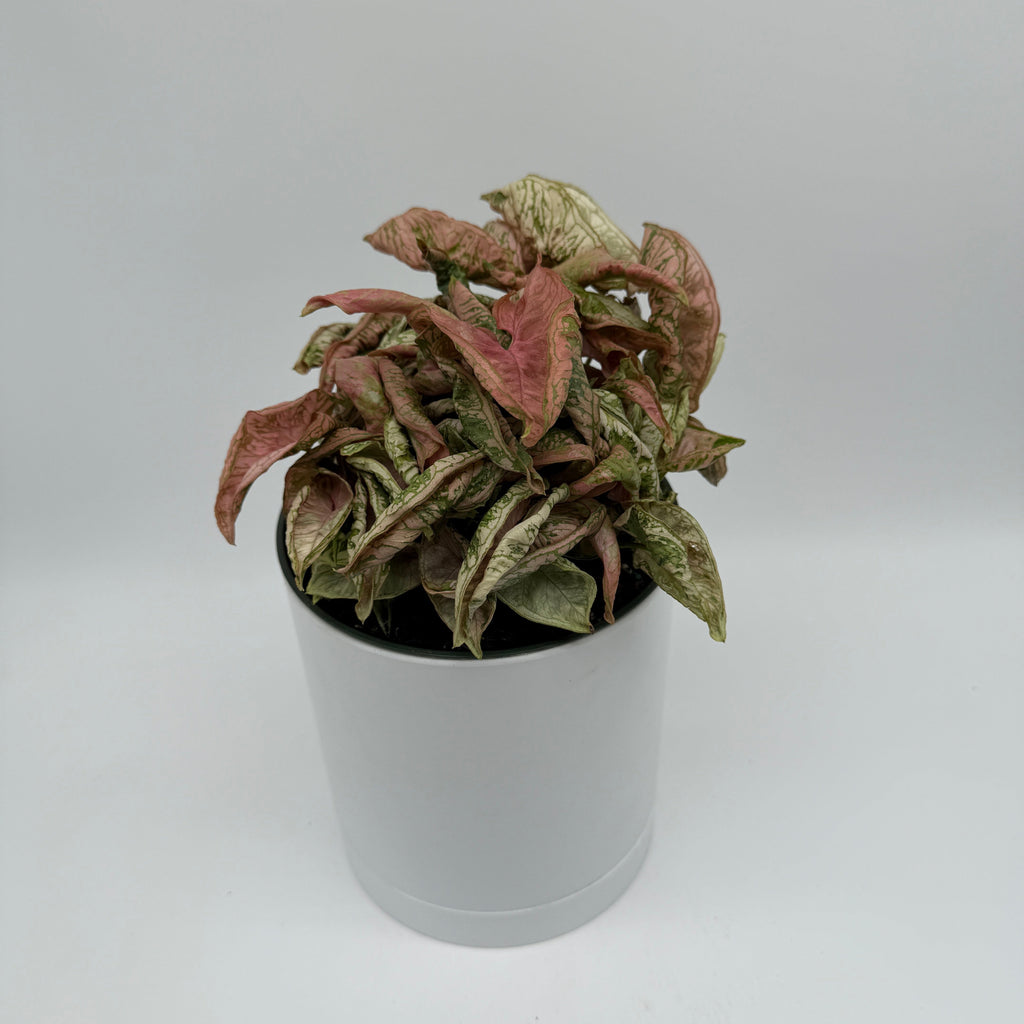 Variegated Syngonium Pink Godzilla