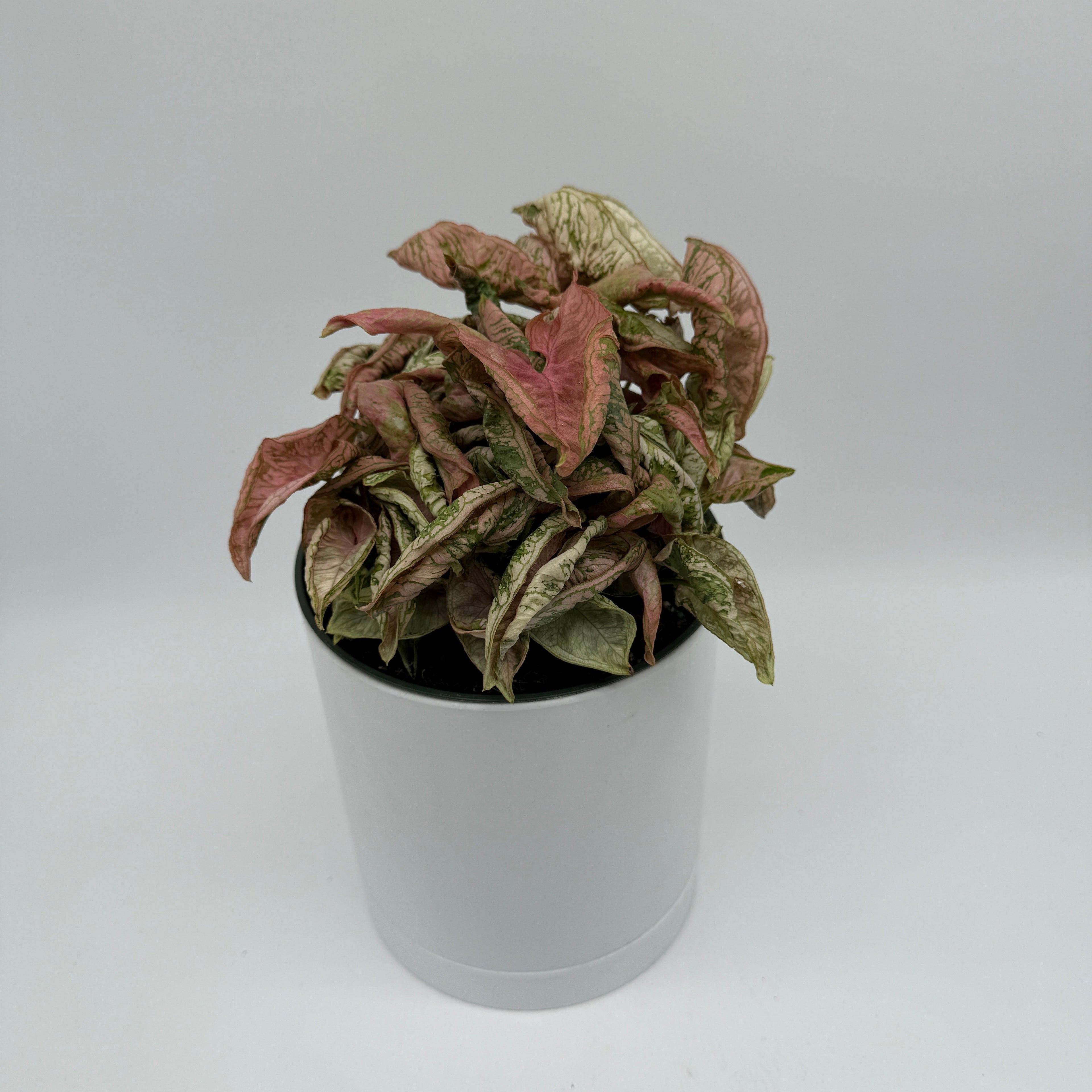 Variegated Syngonium Pink Godzilla