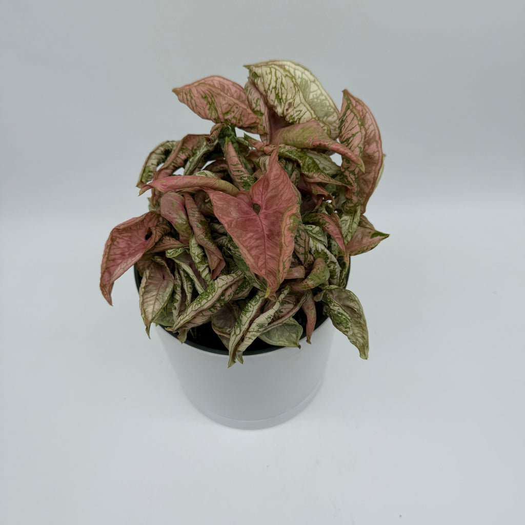 Variegated Syngonium Pink Godzilla