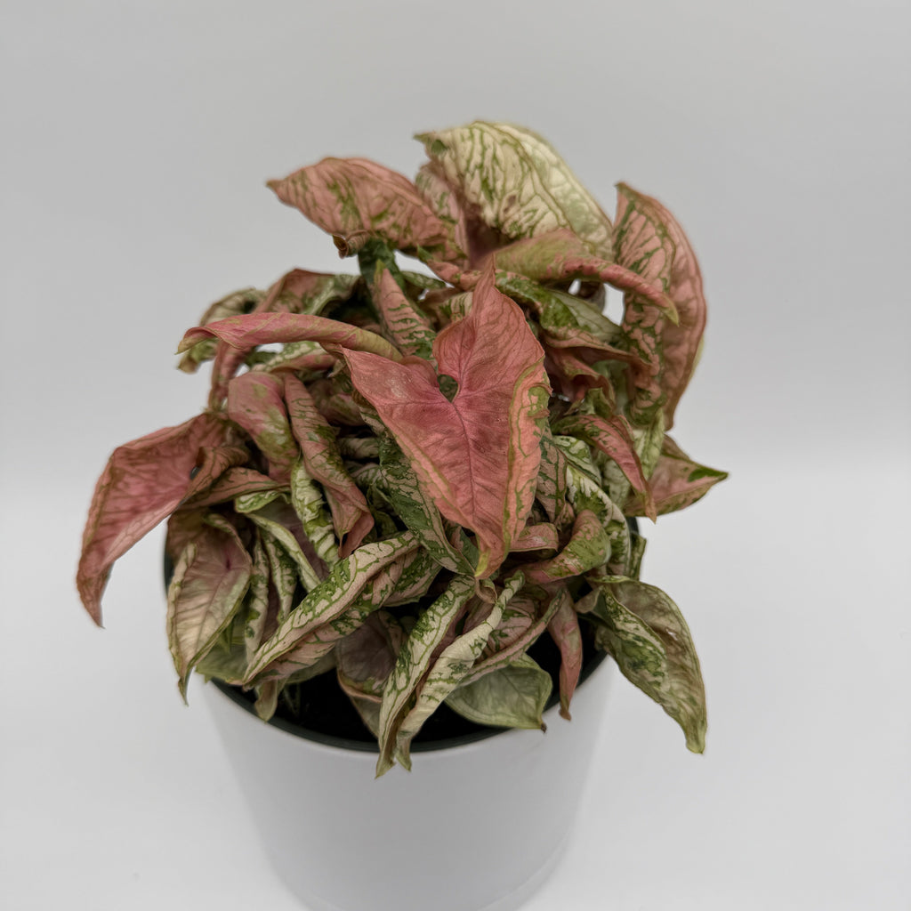 Variegated Syngonium Pink Godzilla
