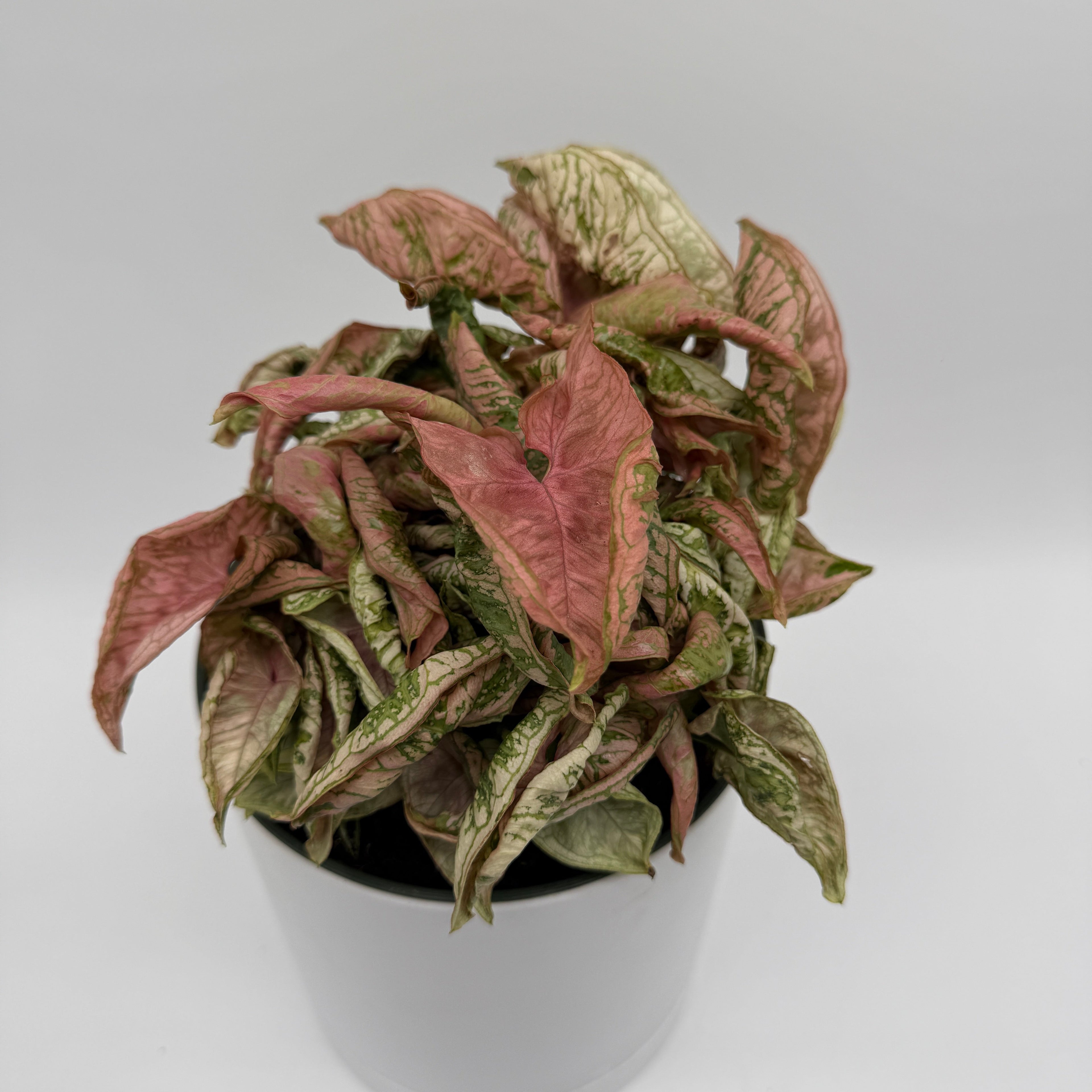 Variegated Syngonium Pink Godzilla
