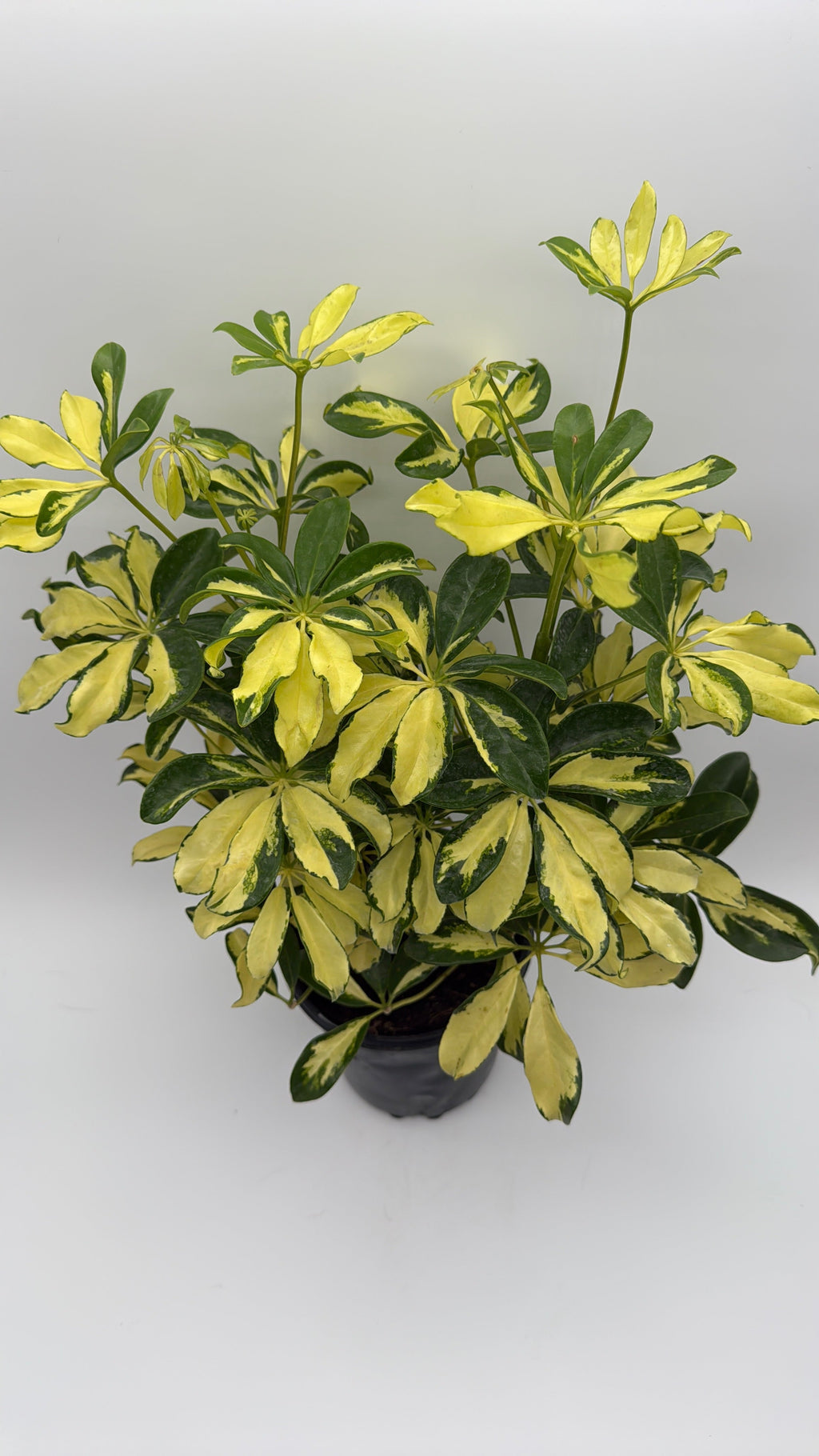Variegated Umbrella Bush