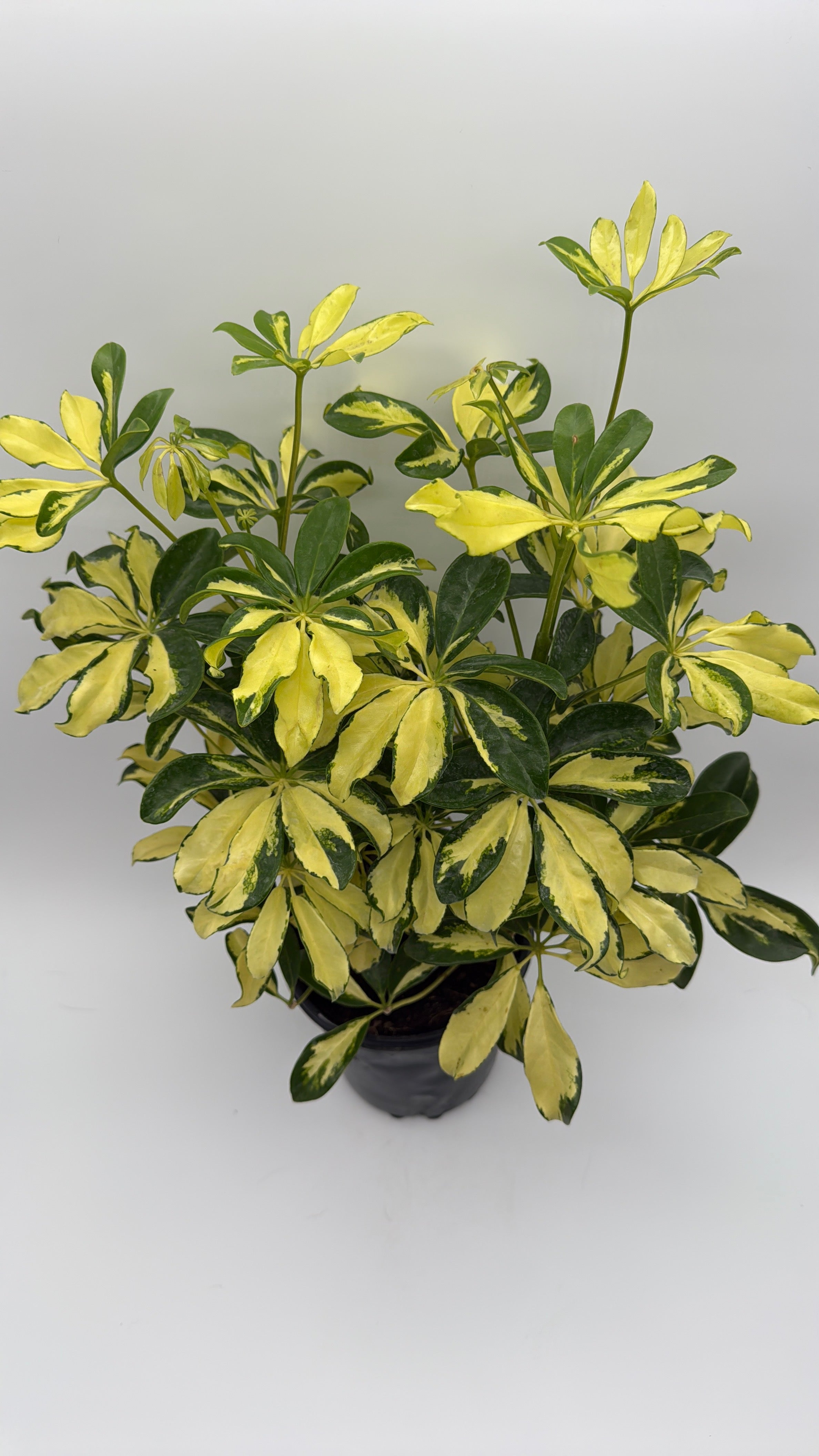 Variegated Umbrella Bush