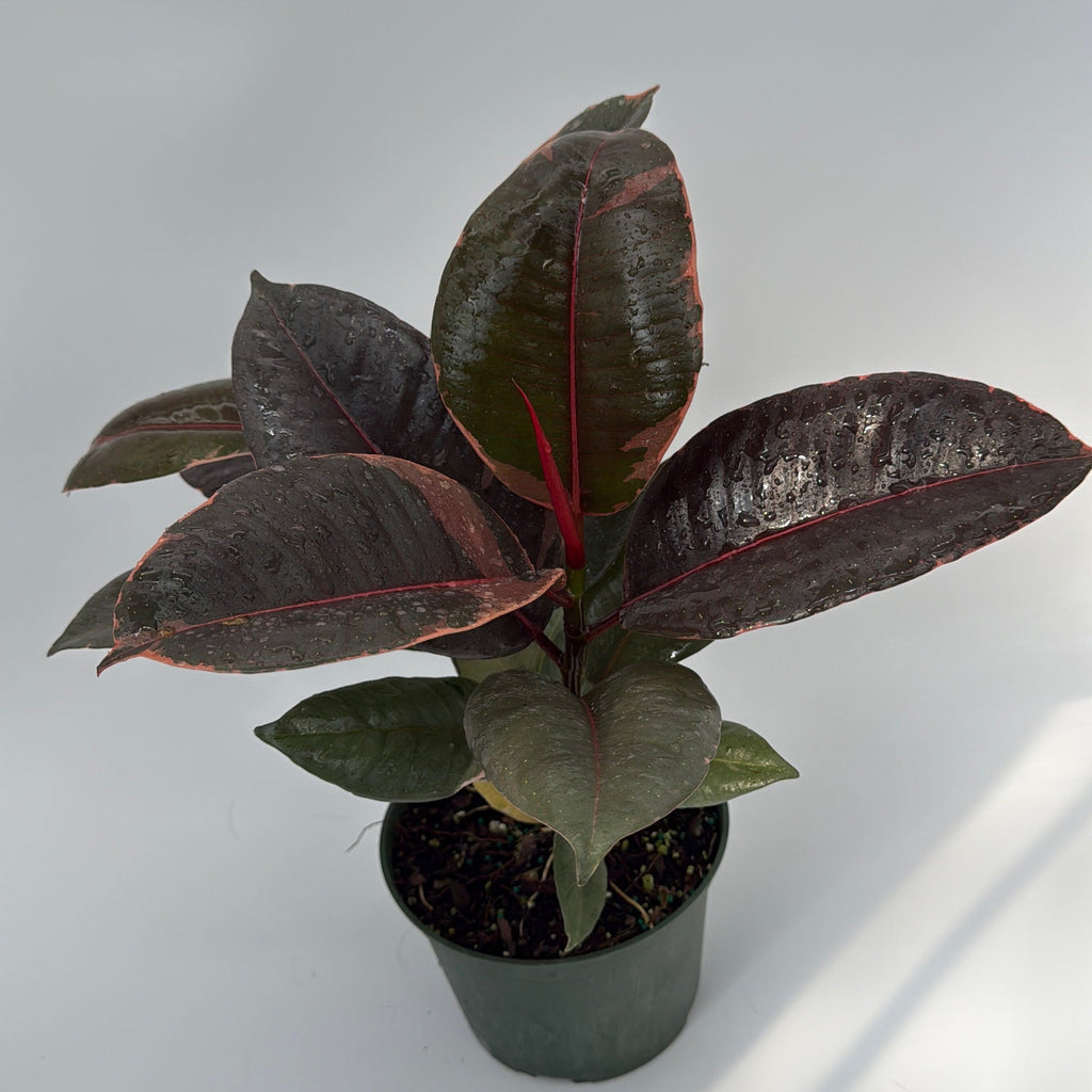 Ficus Elastica Ruby