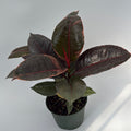 Ficus Elastica Ruby