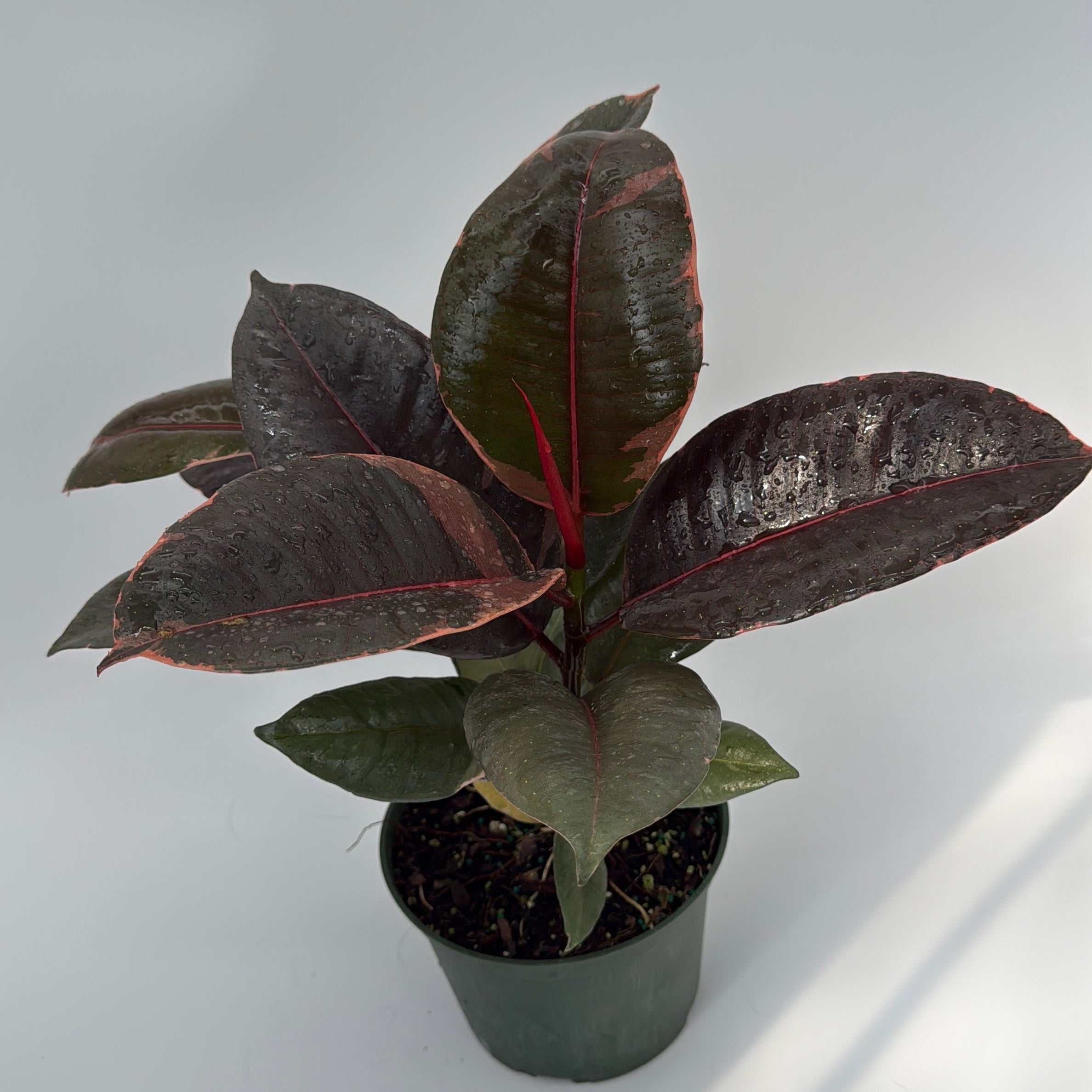 Ficus Elastica Ruby