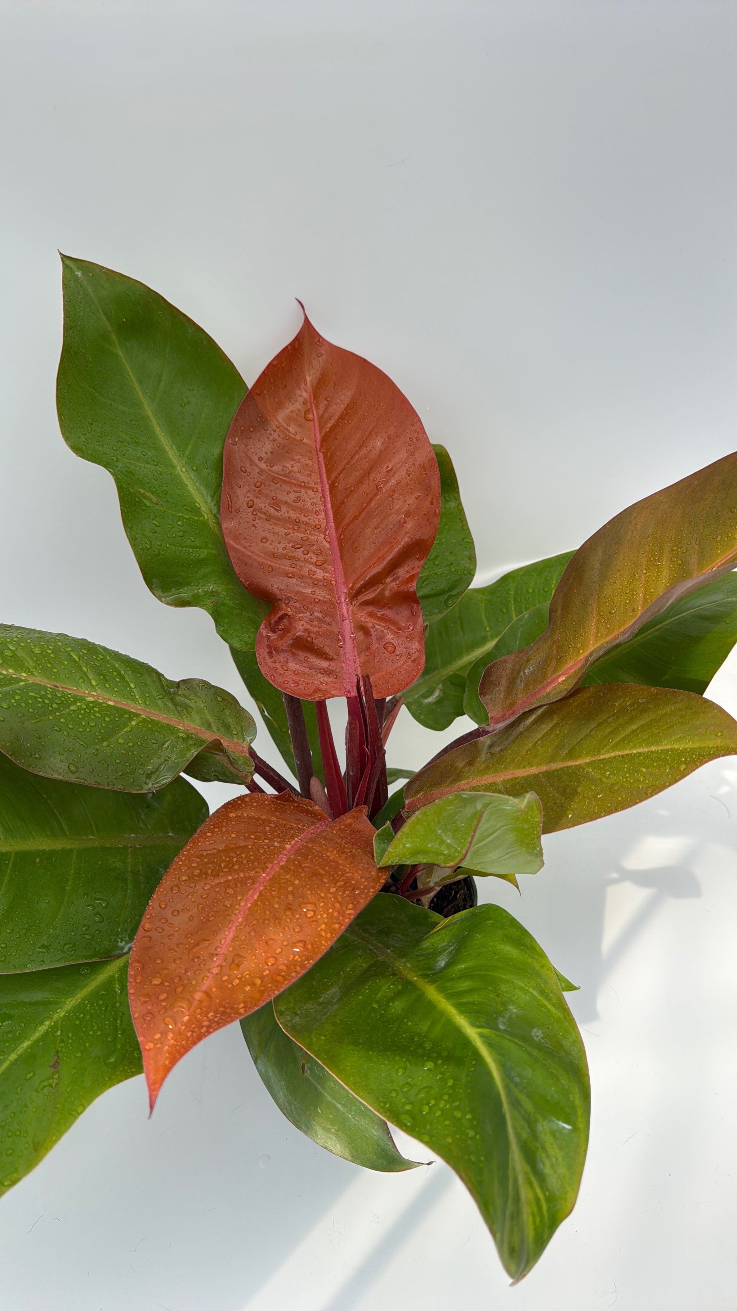 Philodendron 'Prince of Orange'