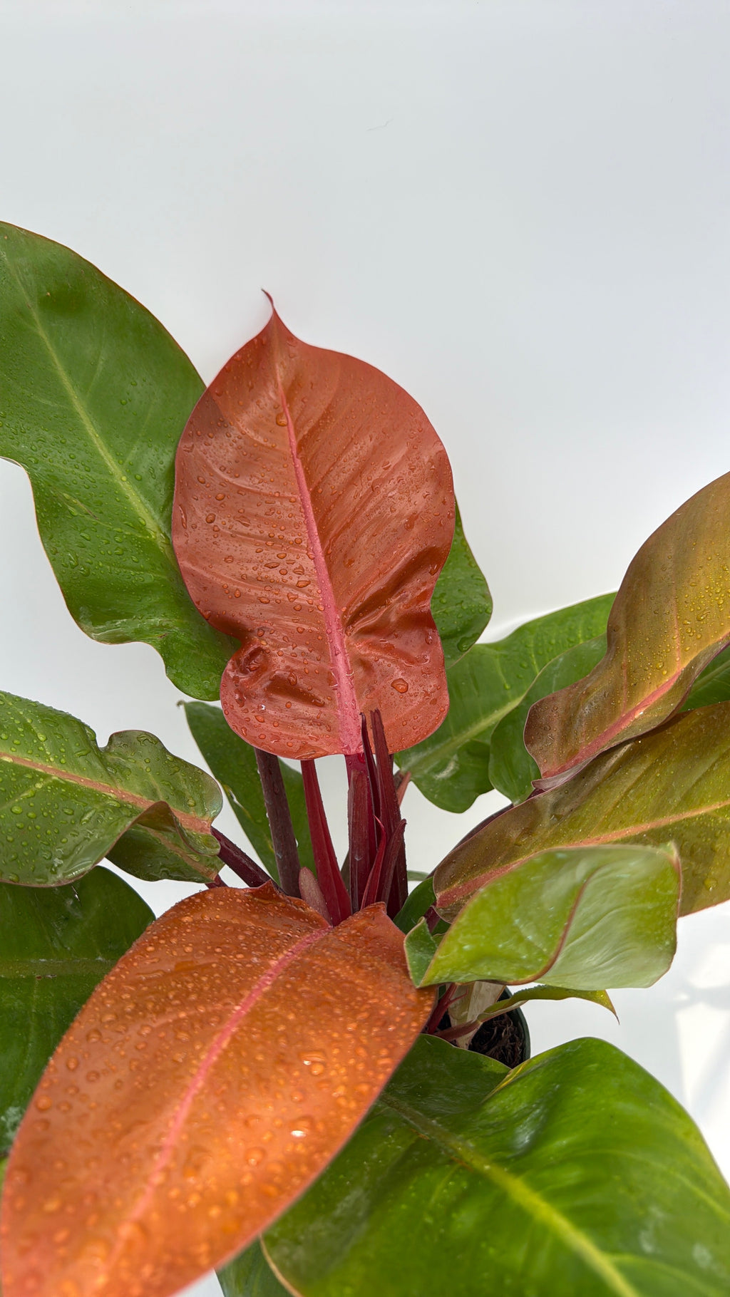 Philodendron 'Prince of Orange'