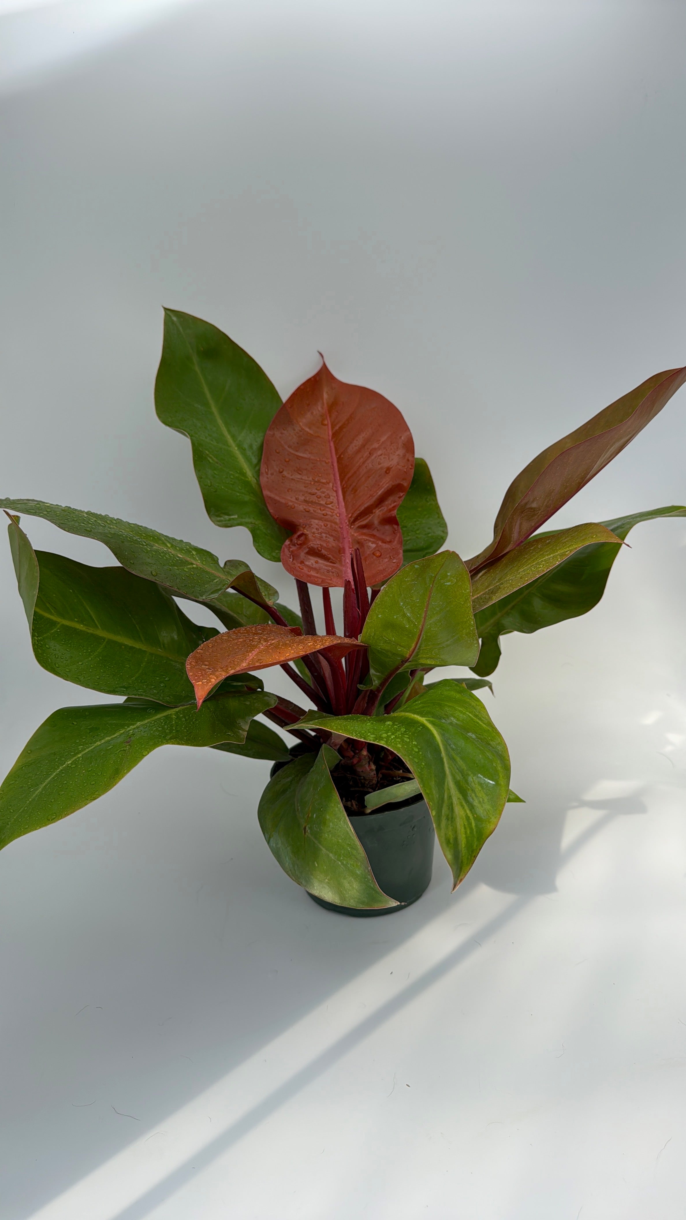 Philodendron 'Prince of Orange'