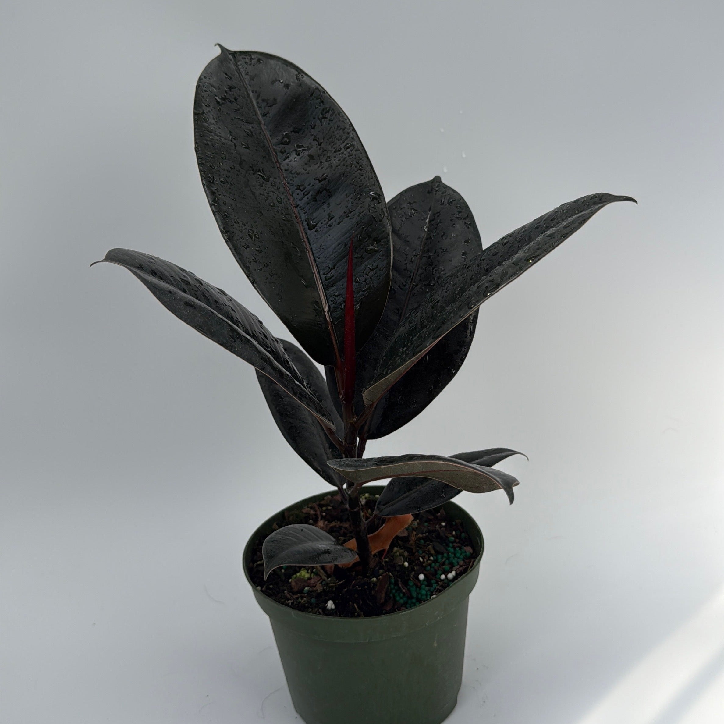 Ficus Elastica Burgundy