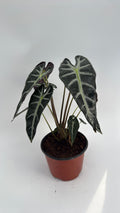 Alocasia Bambino