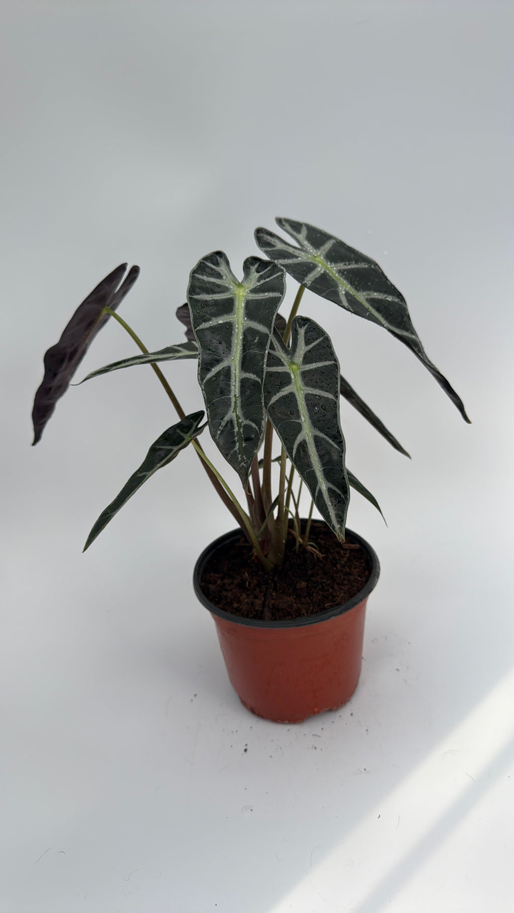 Alocasia Bambino