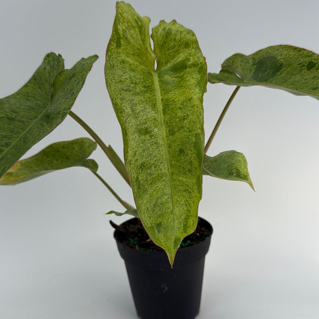 Philodendron Paraiso Verde