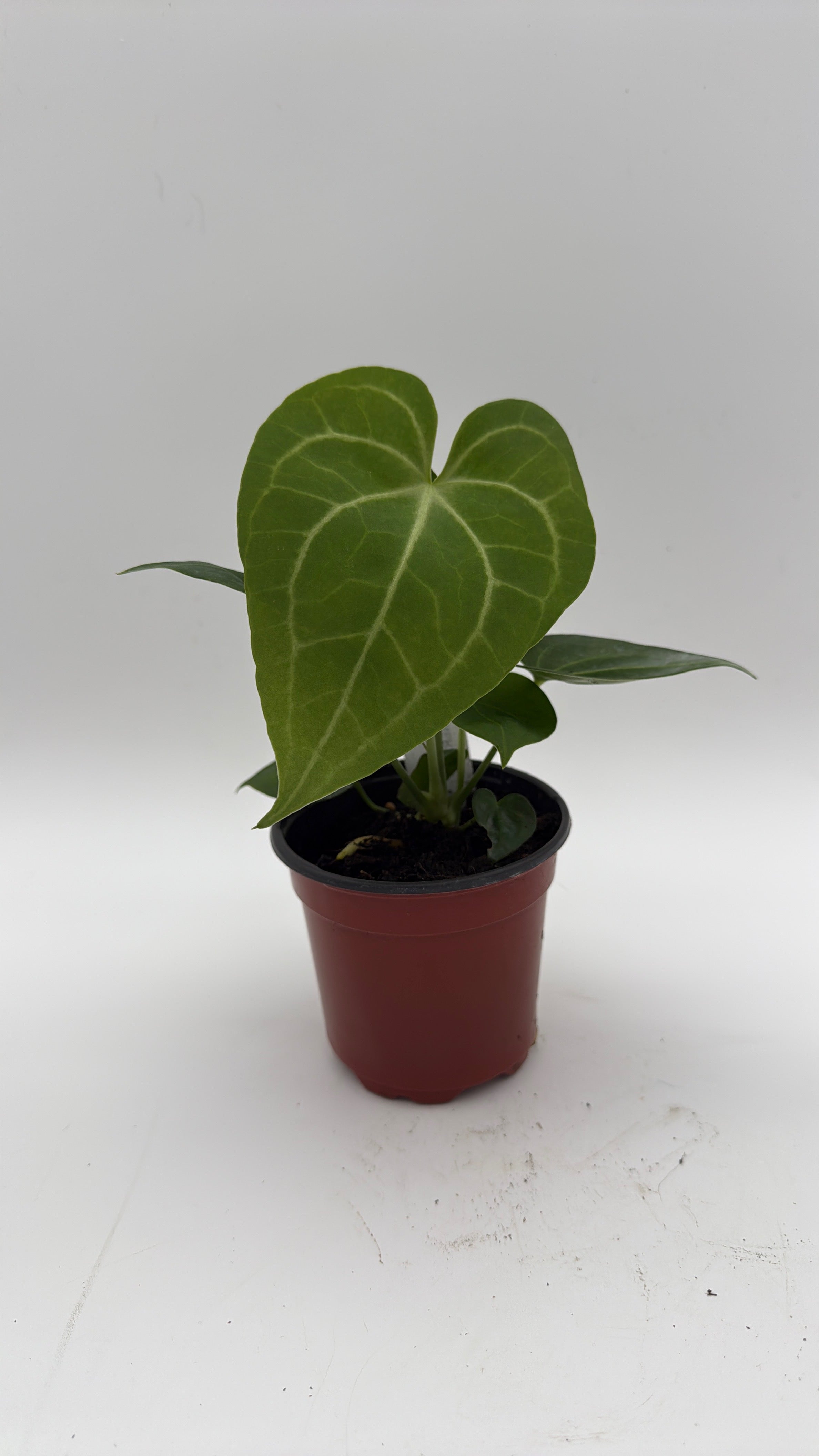 Anthurium King of Clarinervicum x Magnificum