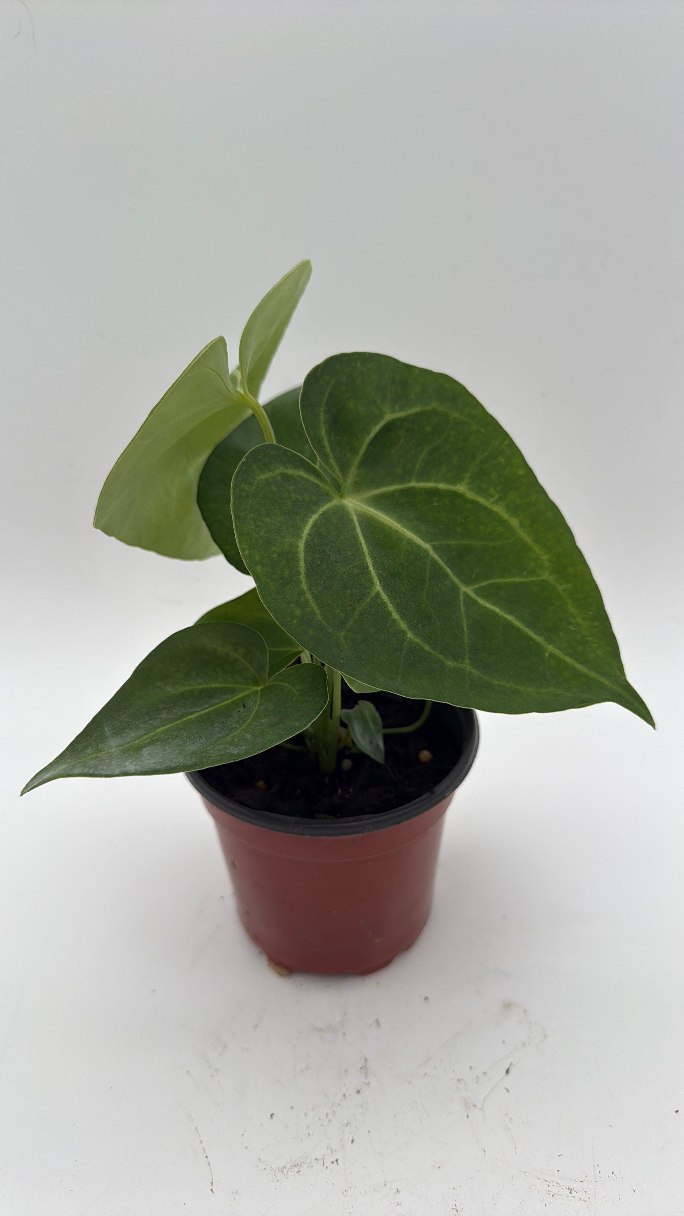 Anthurium King of Clarinervicum x Magnificum