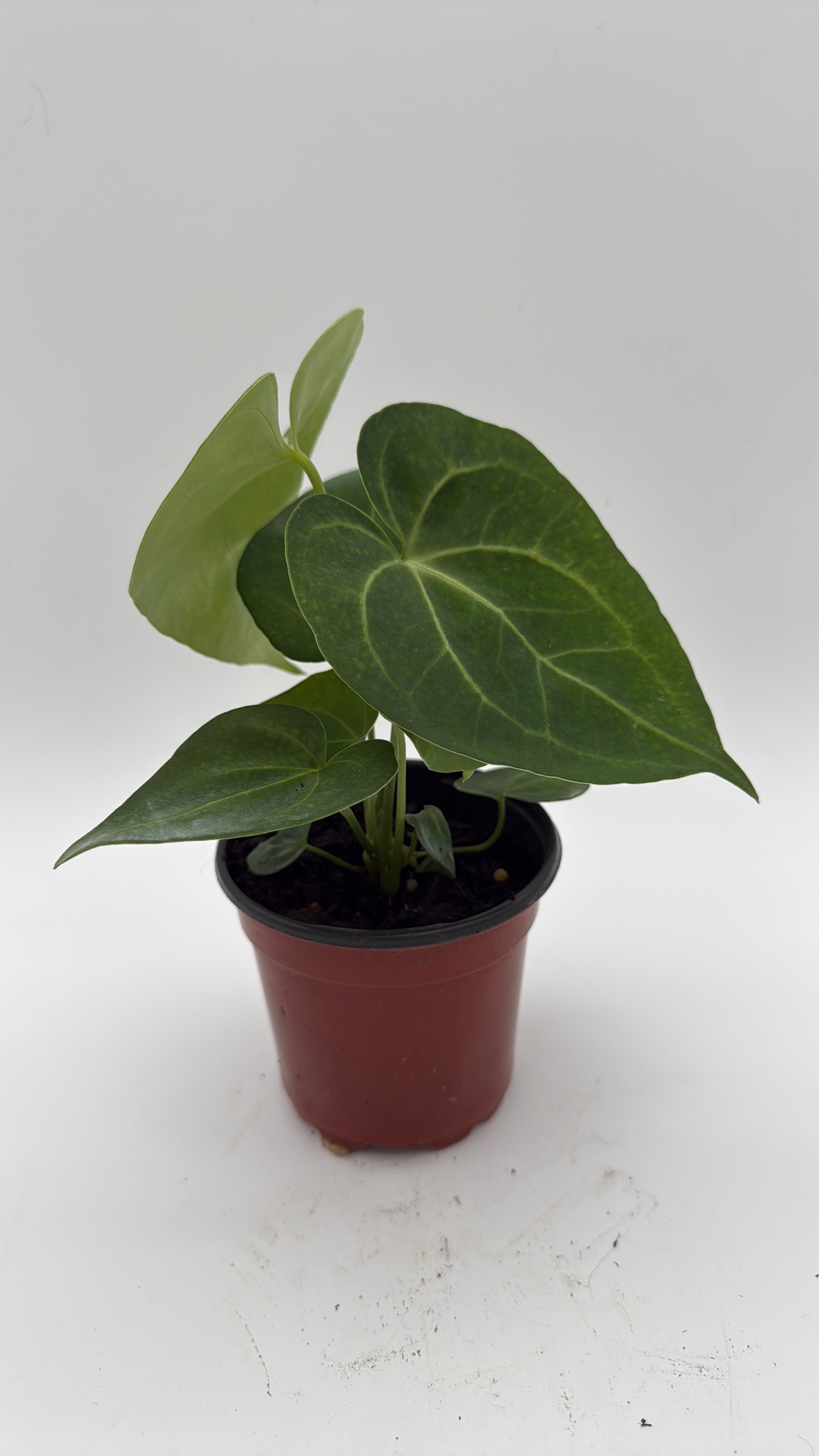 Anthurium King of Clarinervicum x Magnificum