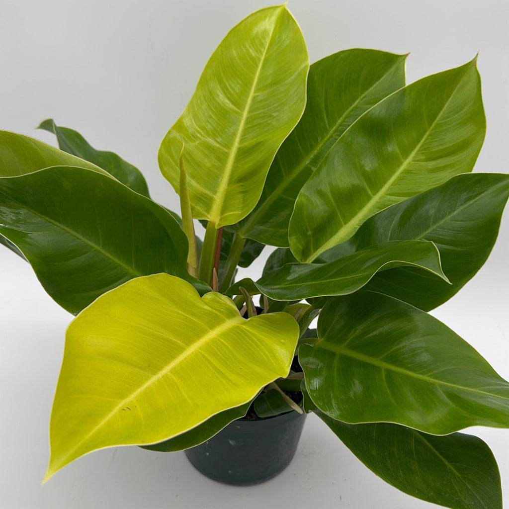 Philodendron Moonlight