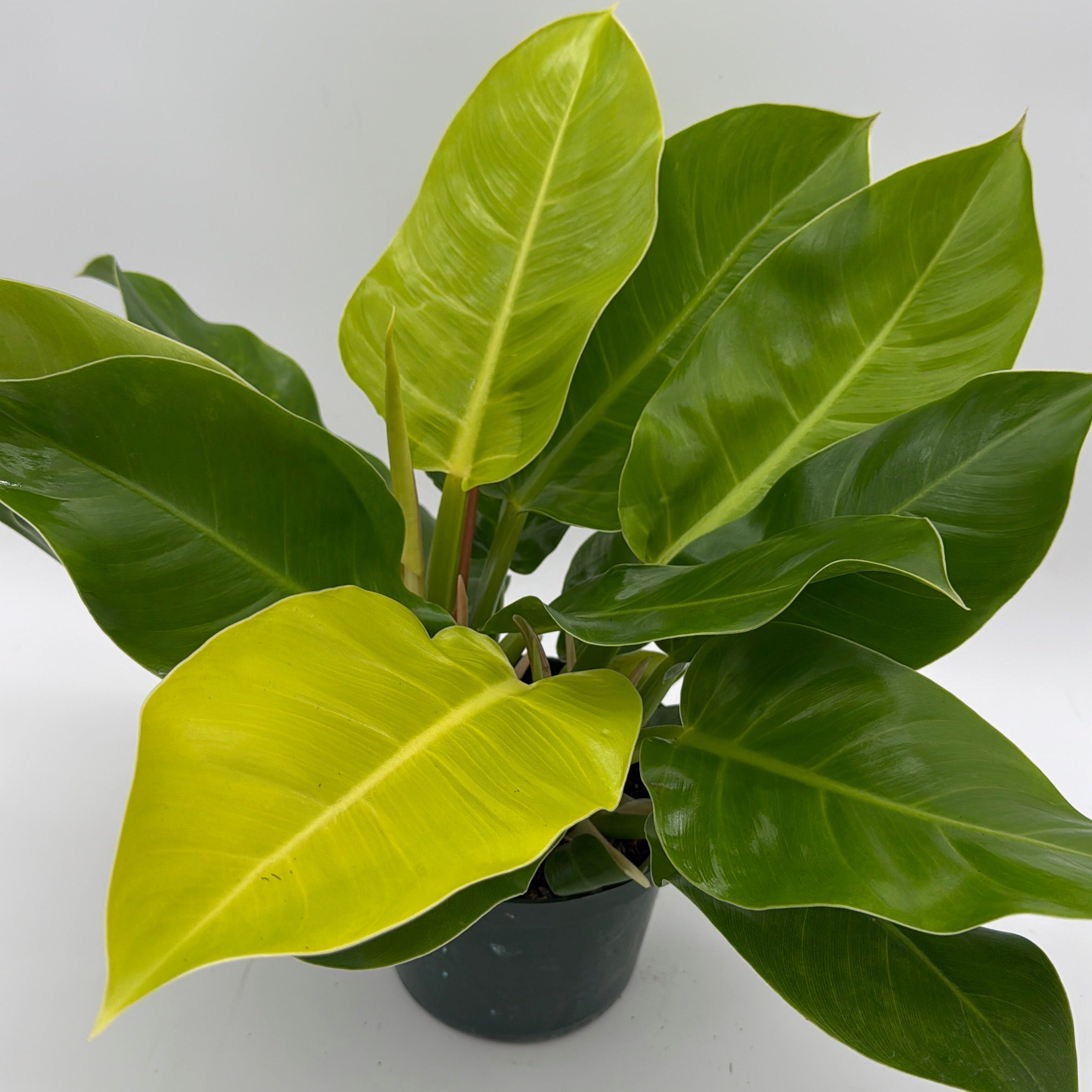 Philodendron Moonlight